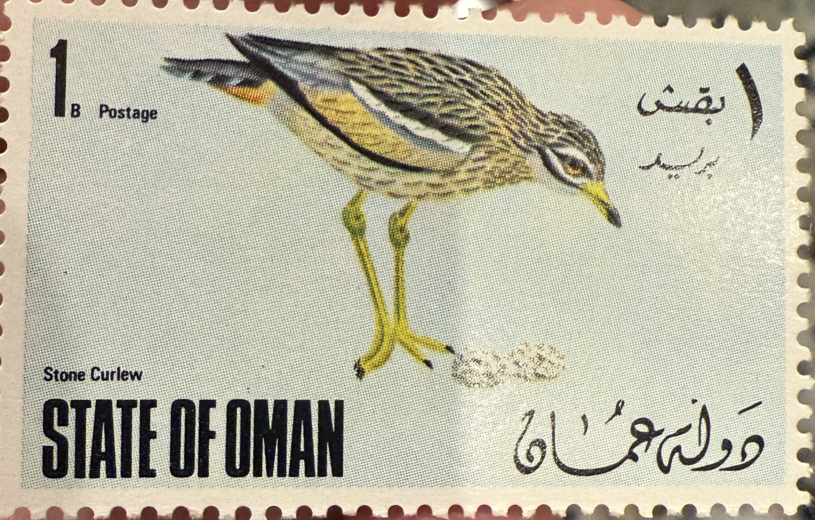 Eurasian Stone Curlew