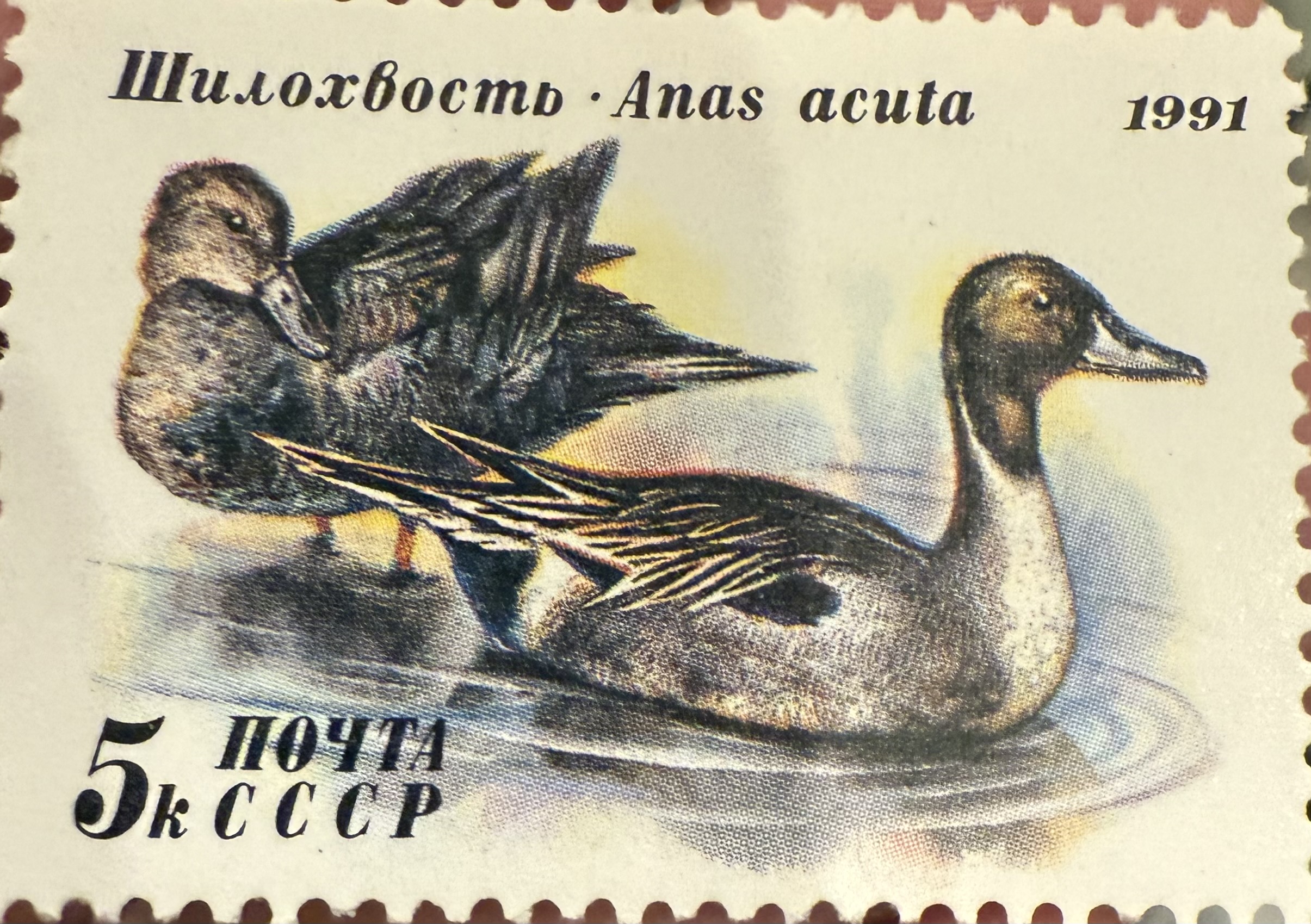 Northern Pintails-CCCP