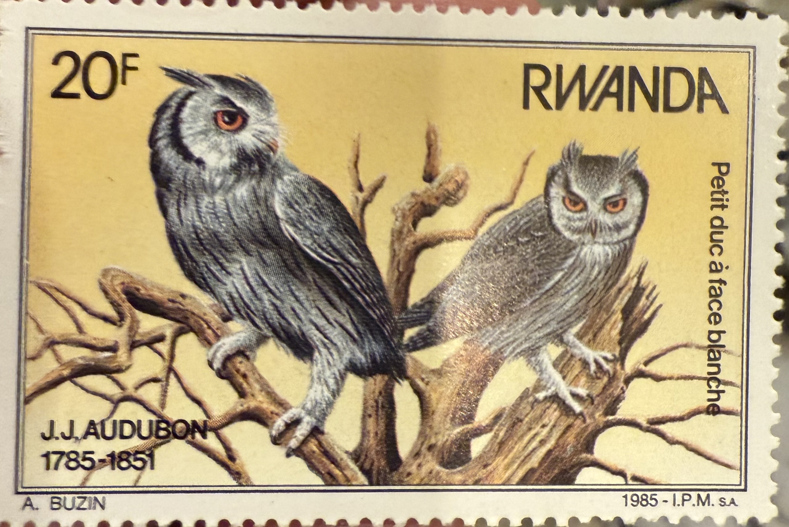 Northern White Faced Owl