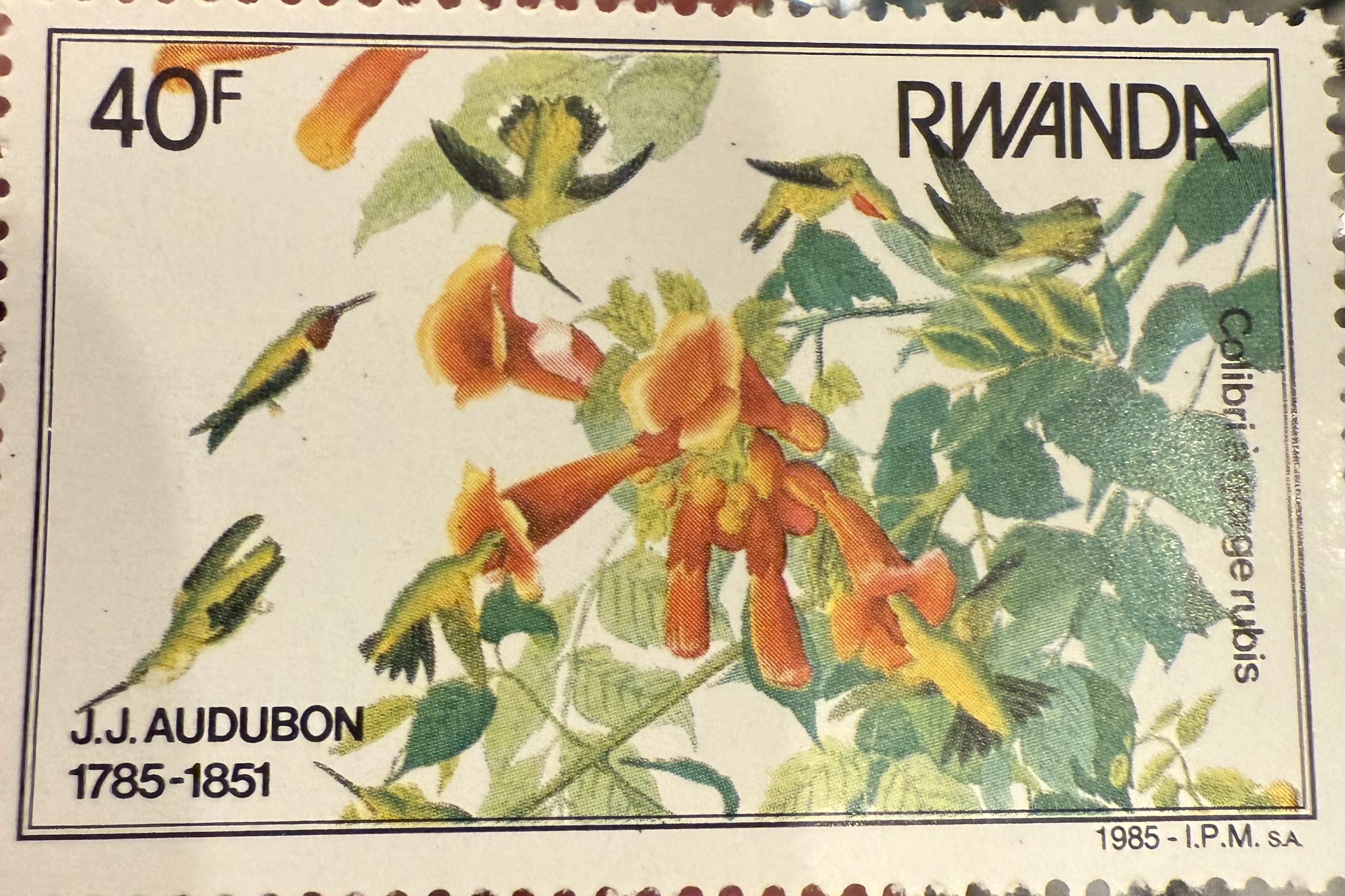 Ruby Throated Hummingbird-Rwanda