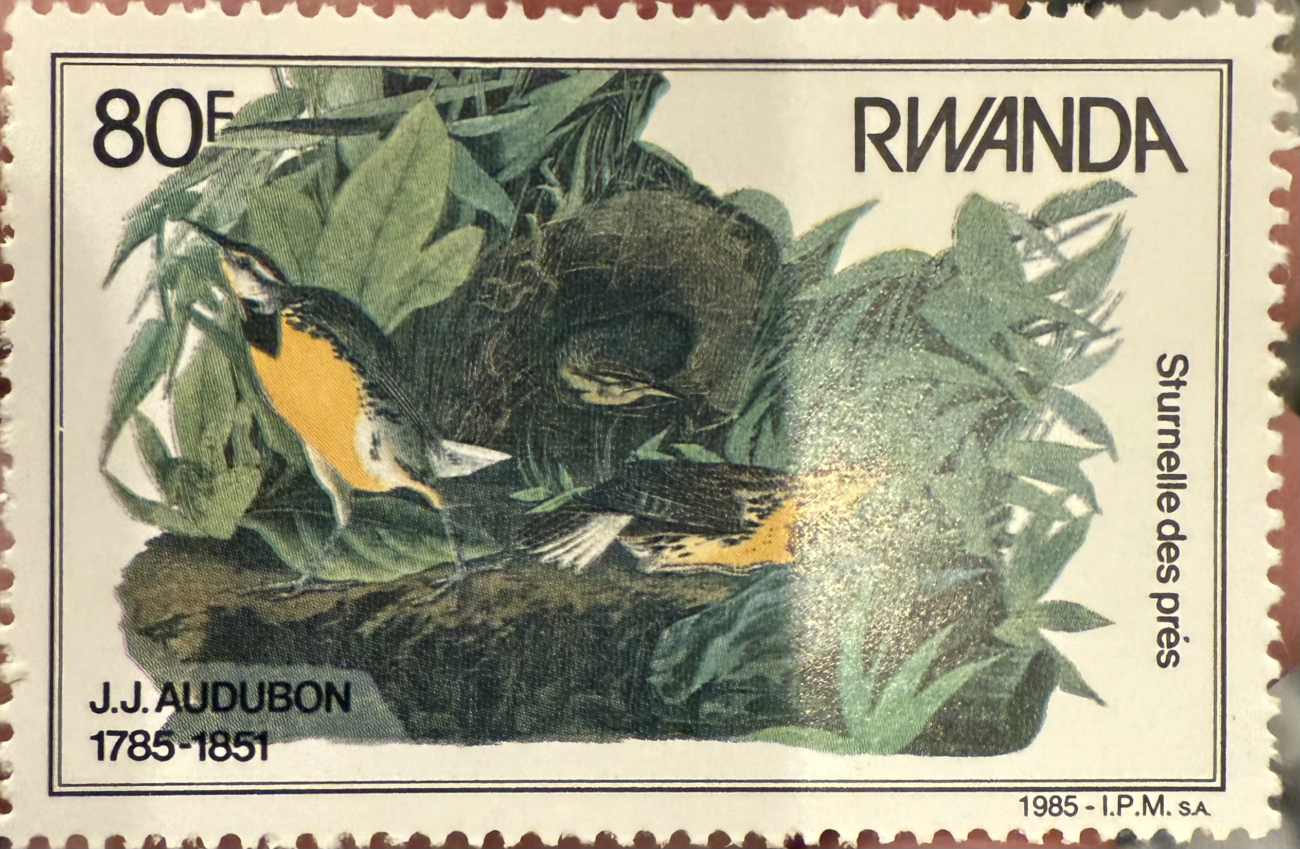 Eastern Meadowlark-Rwanda