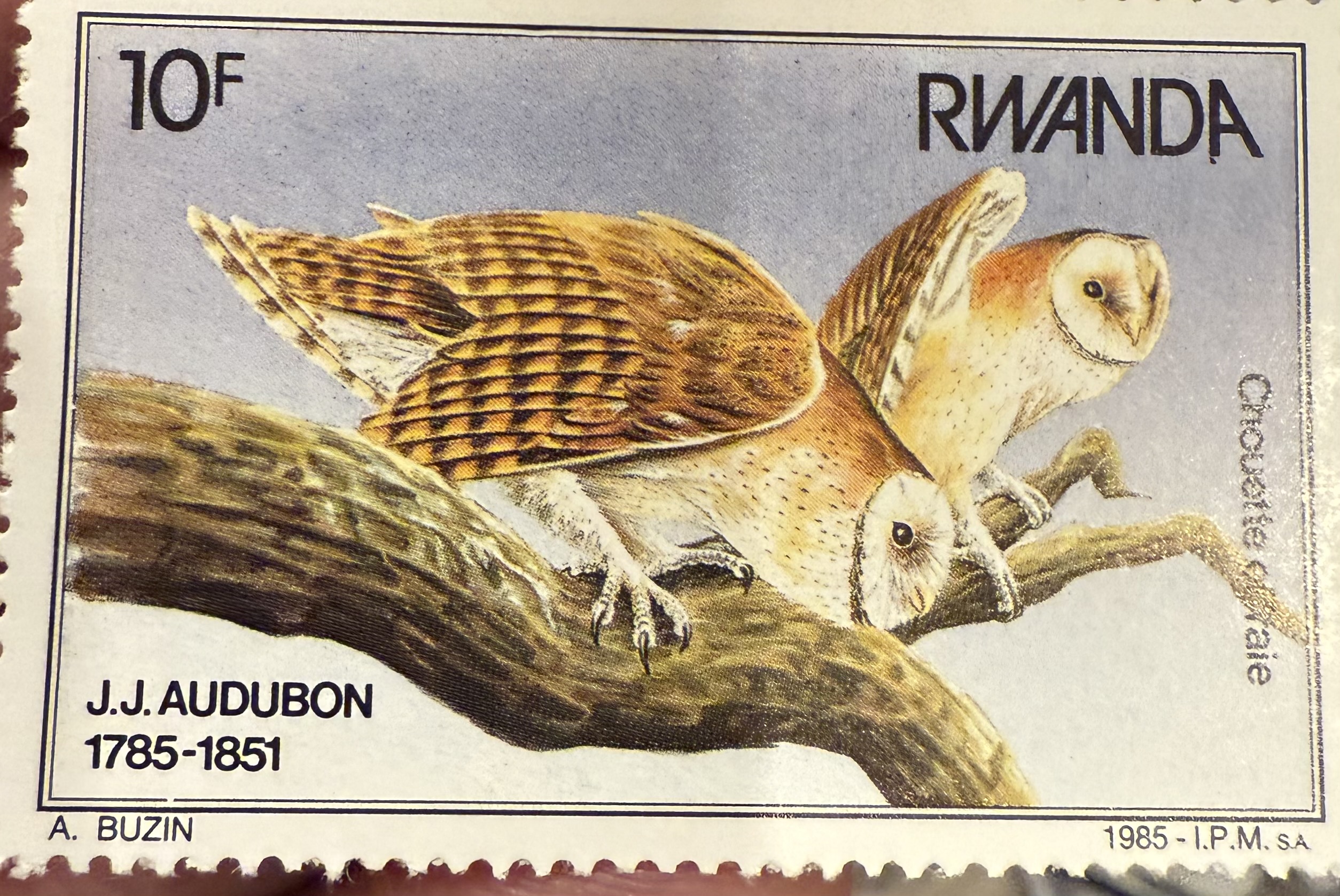 Barn Owl- Rwanda