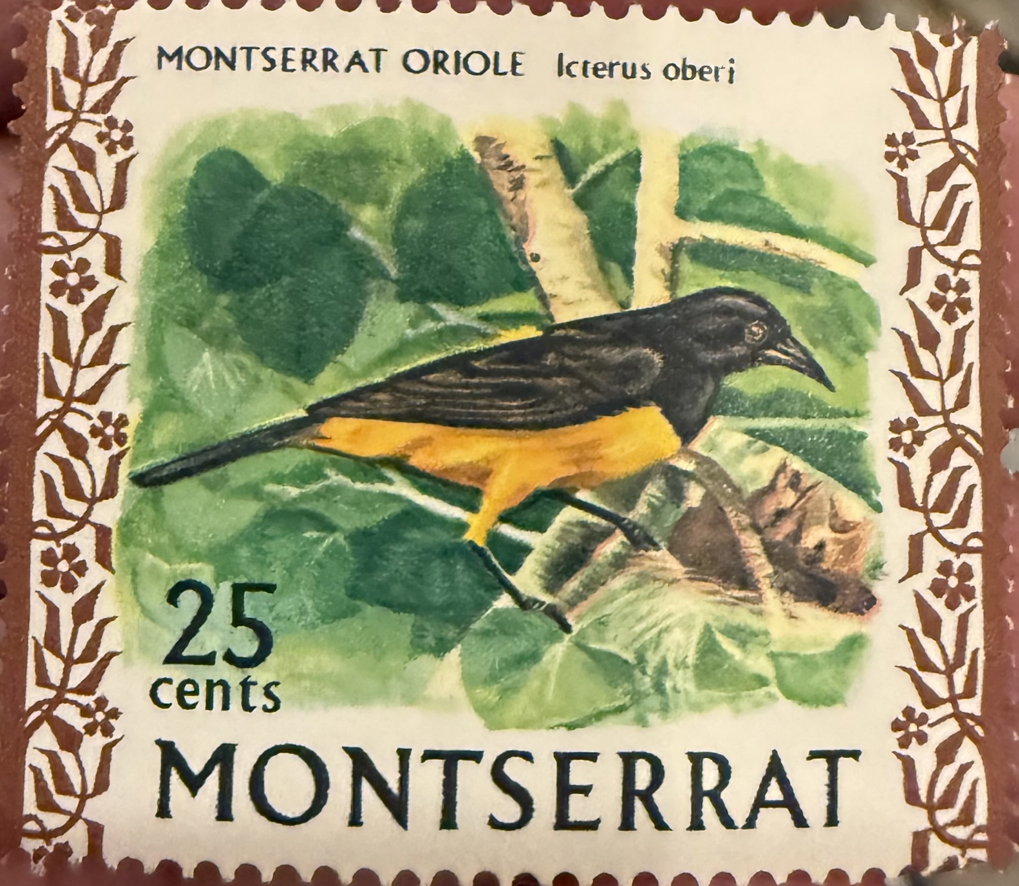 Montserrat Oriole