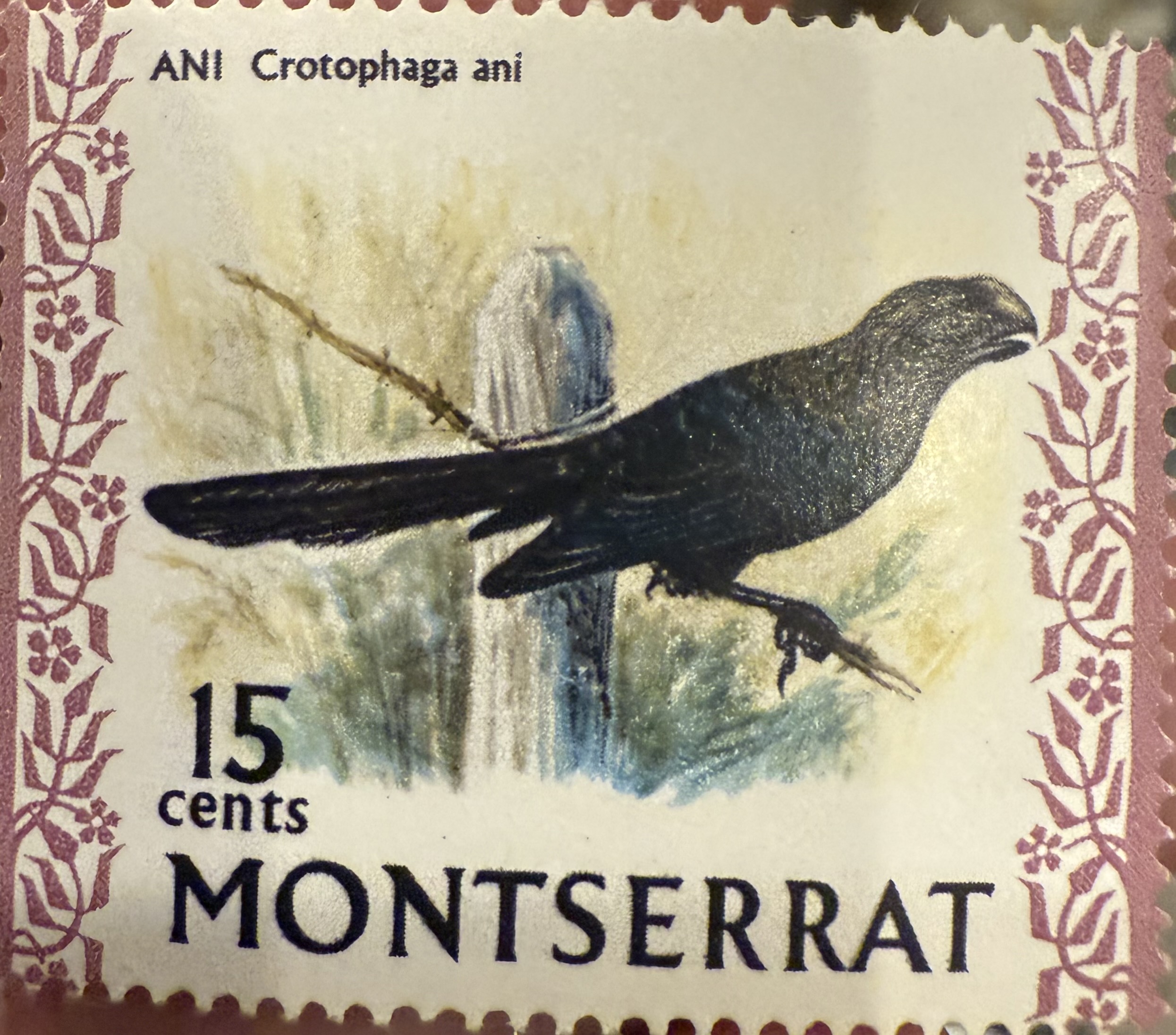 Smooth Billed Ani-Montserrat