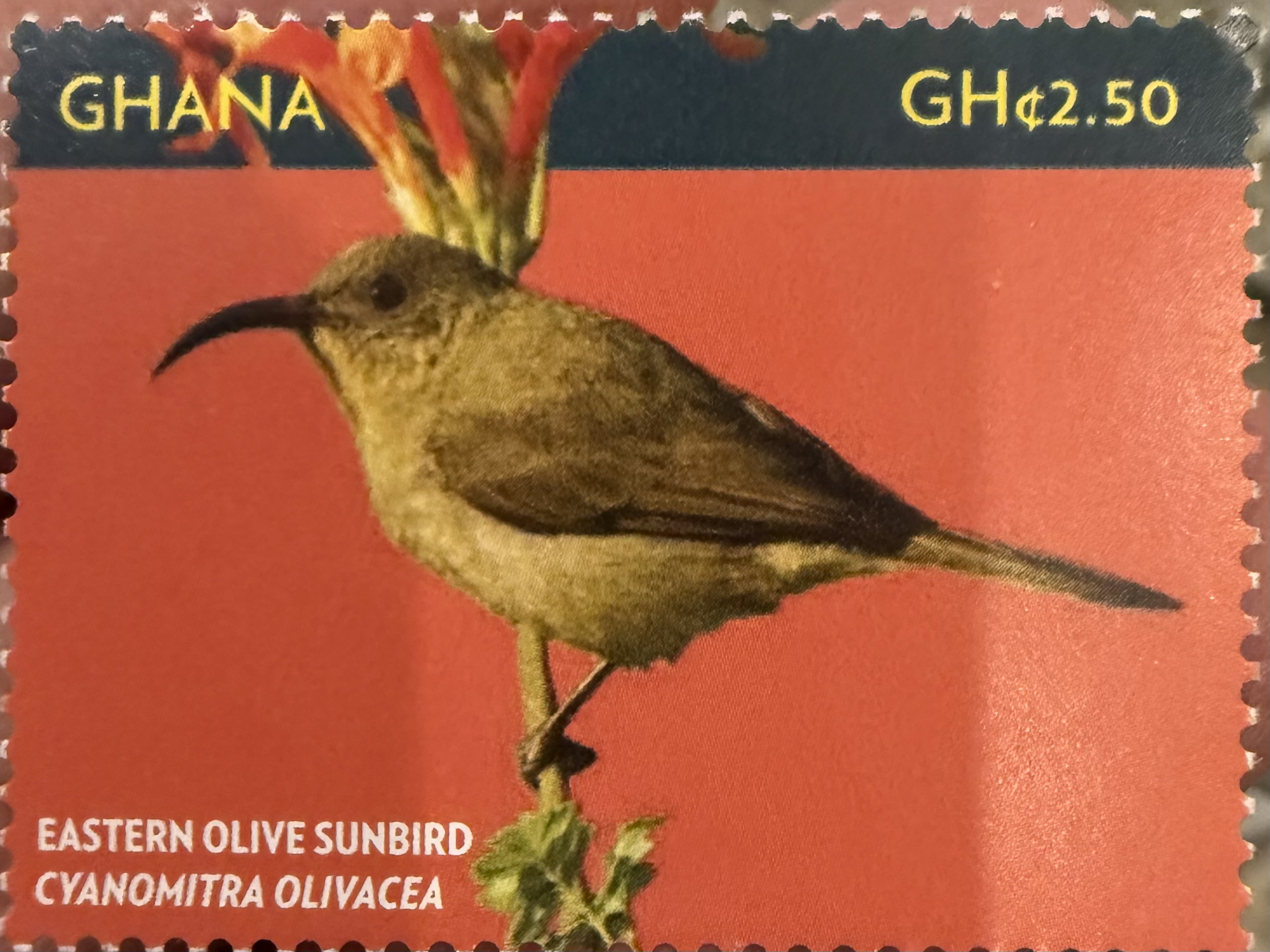 Eastern Olive Sunbird