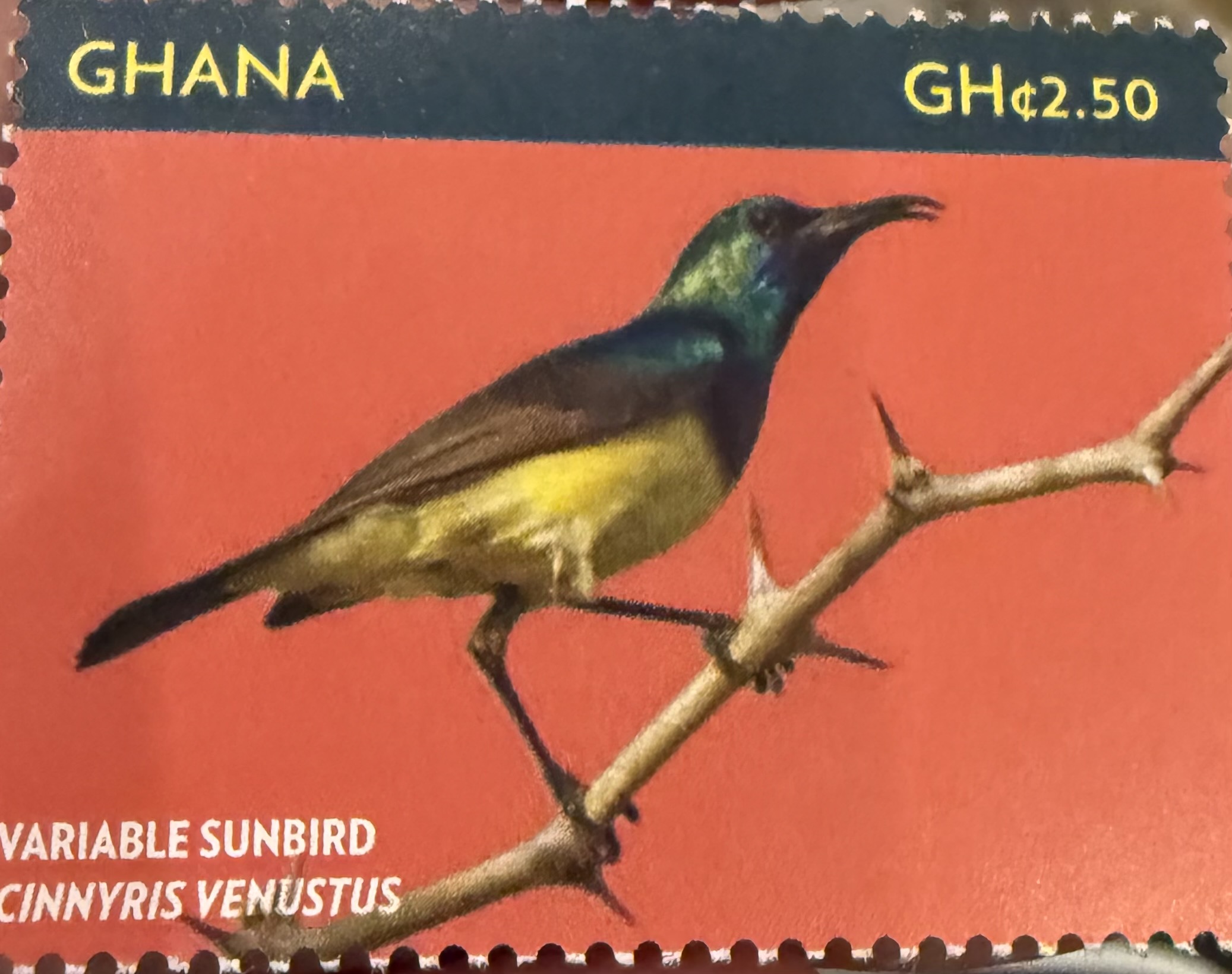 Variable Sunbird