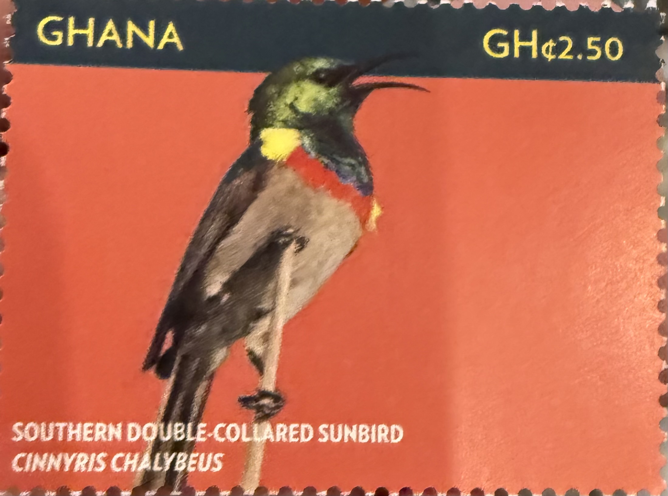 Southern Double Collared Sunbird