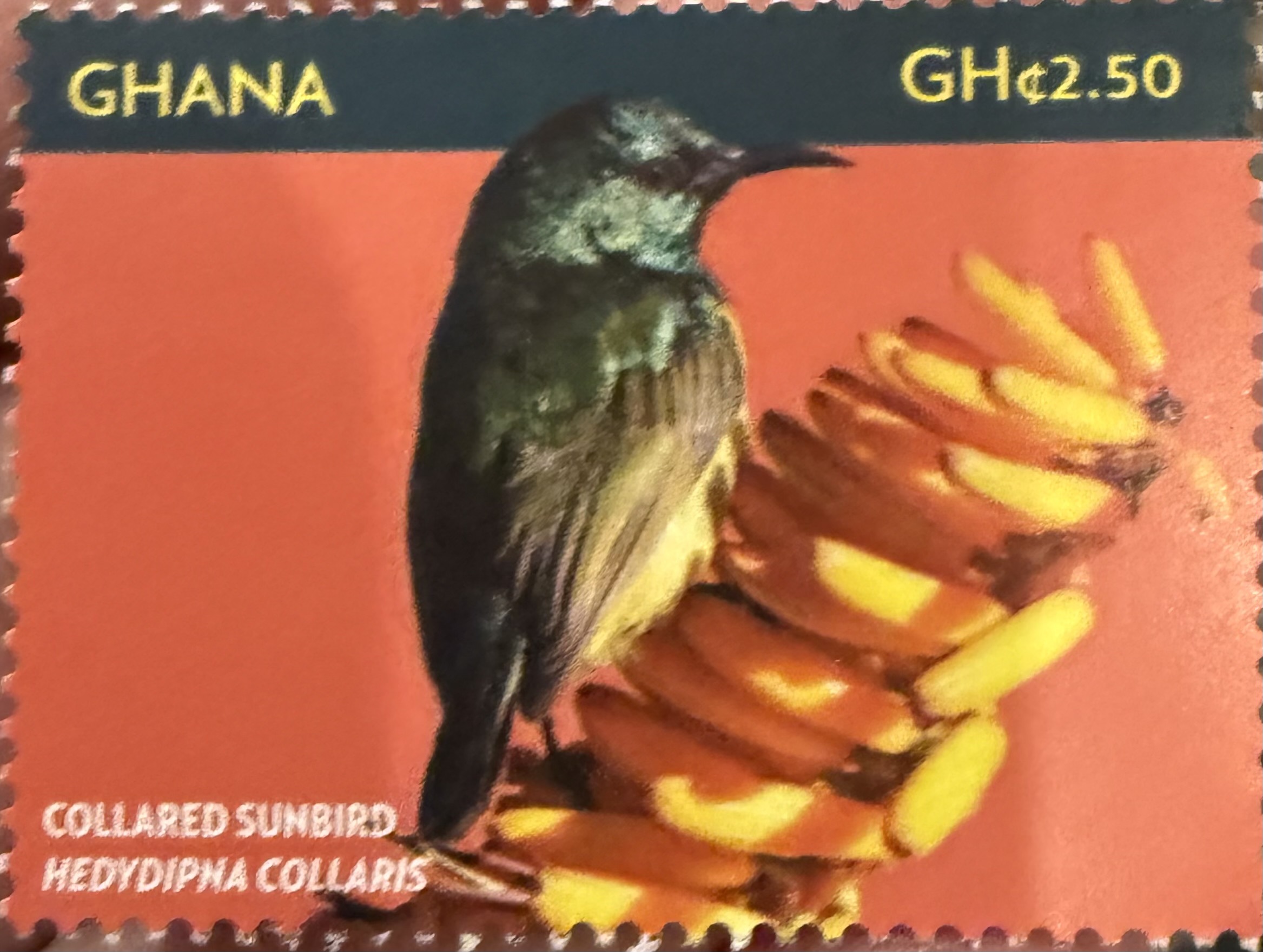 Collared Sunbird