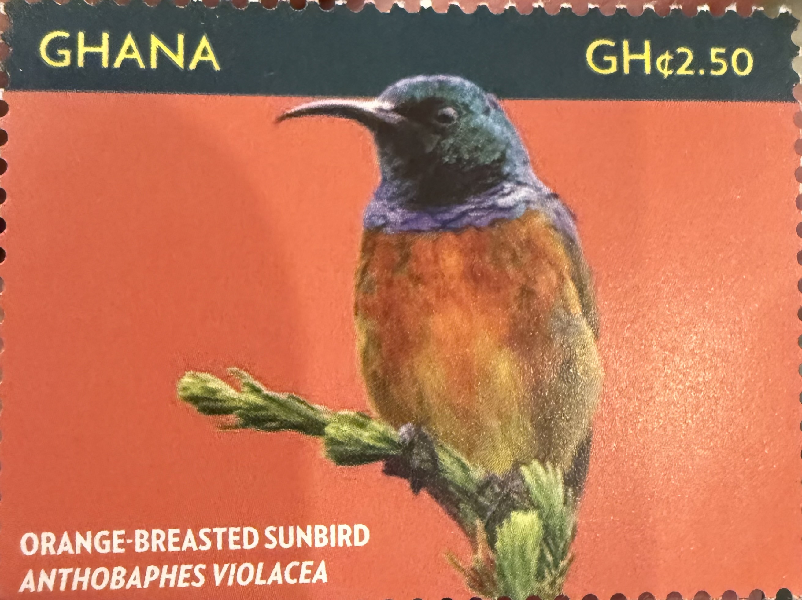 Orange Breasted Sunbird