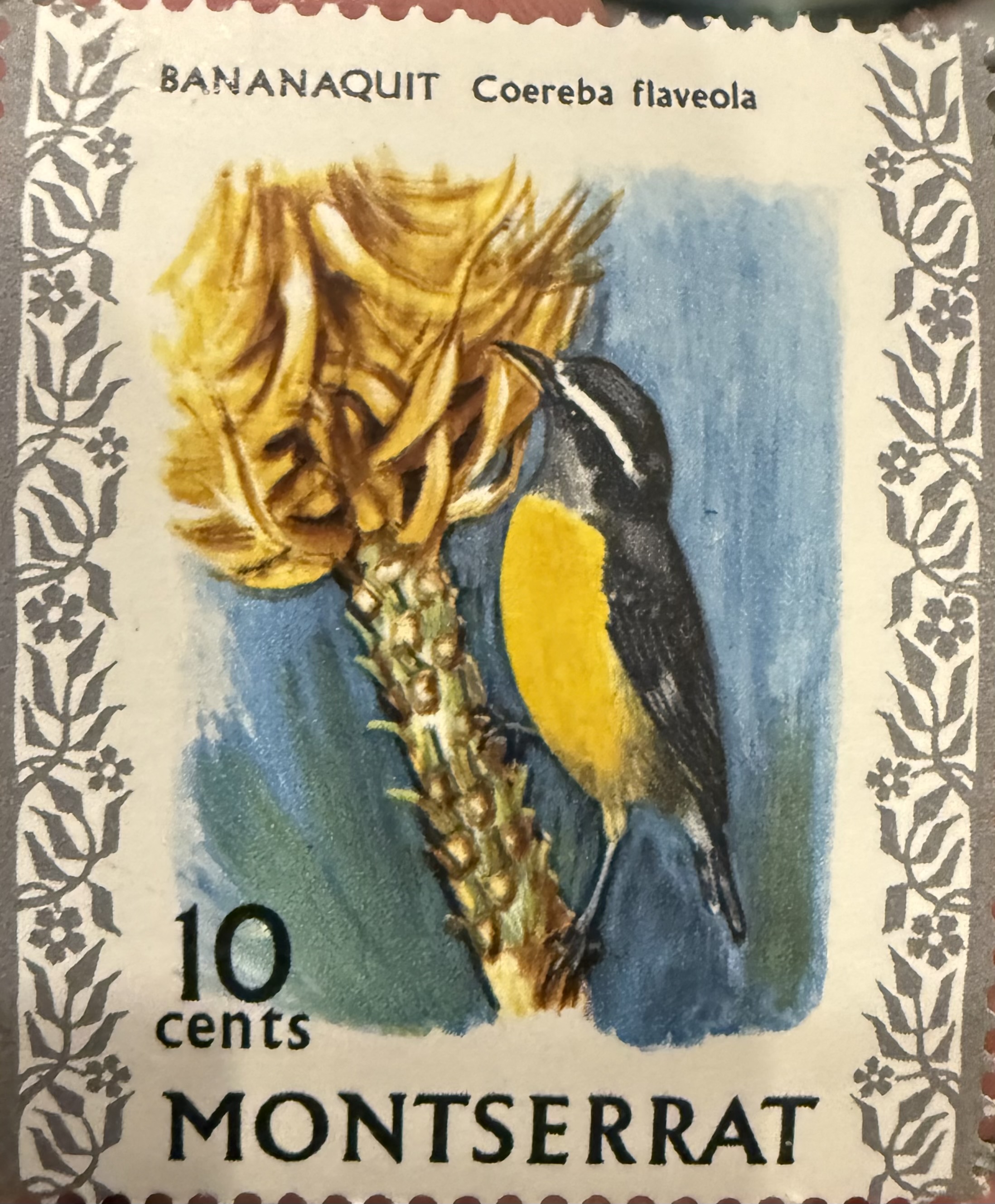 Bananaquit-Montserrat