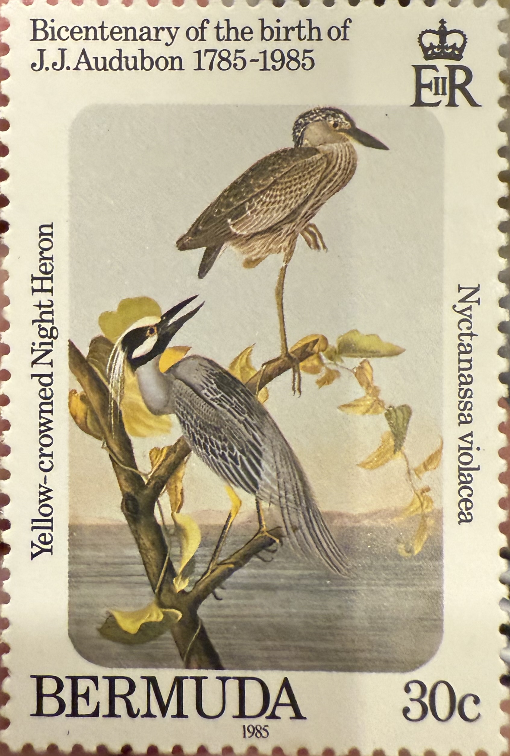 Yellow Crowned Night Heron-Bermuda