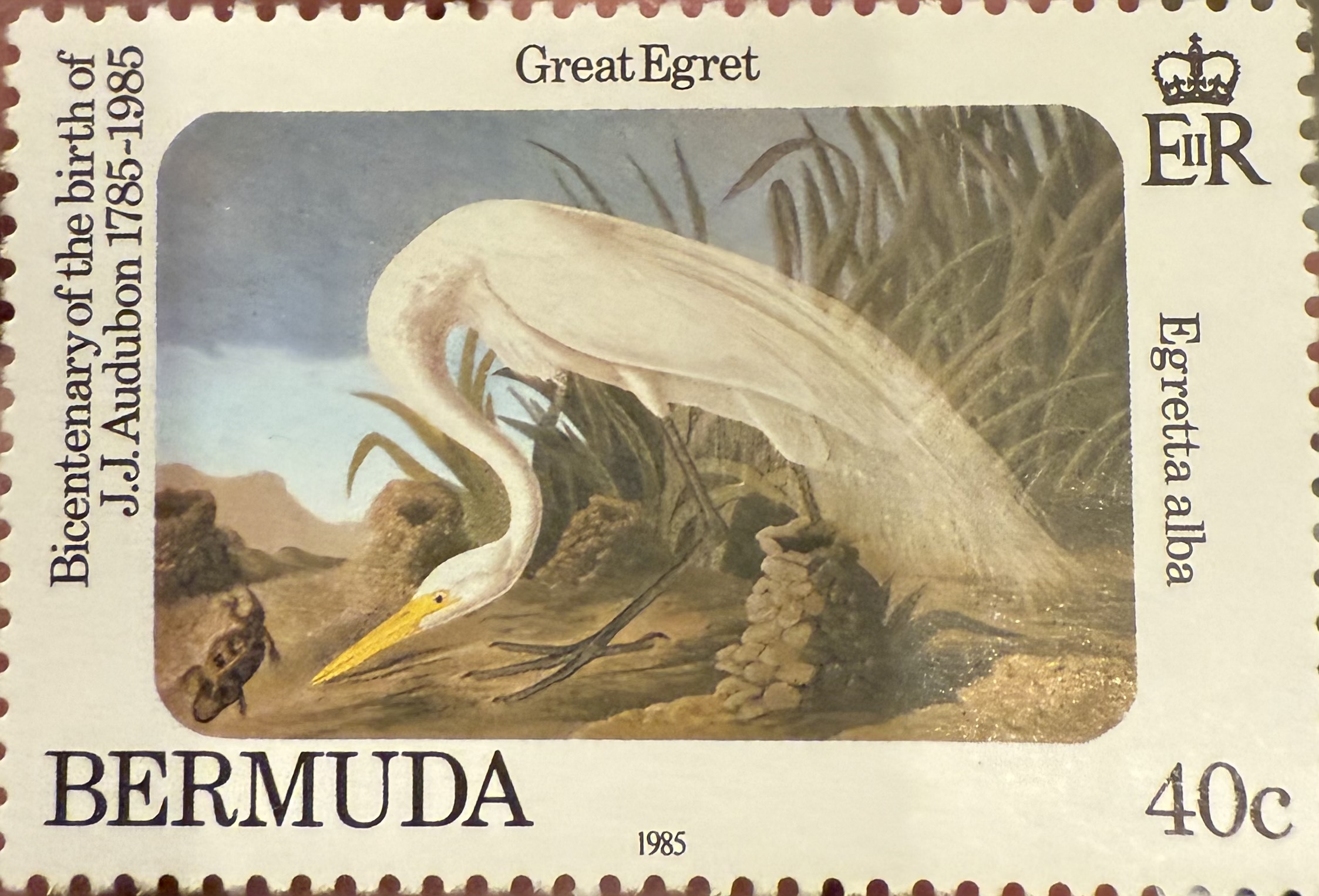 Great Egret- Bermuda