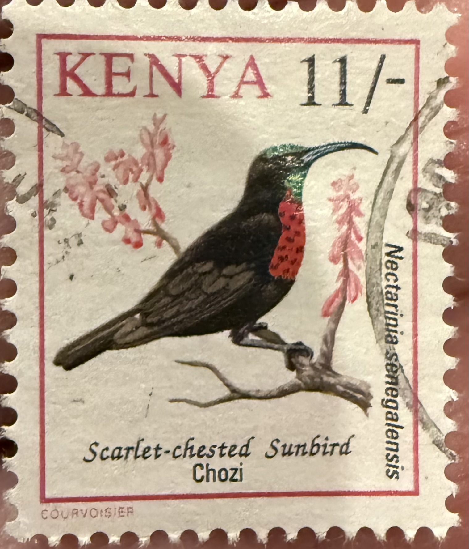 Scarlett Chested Sunbird-Kenya