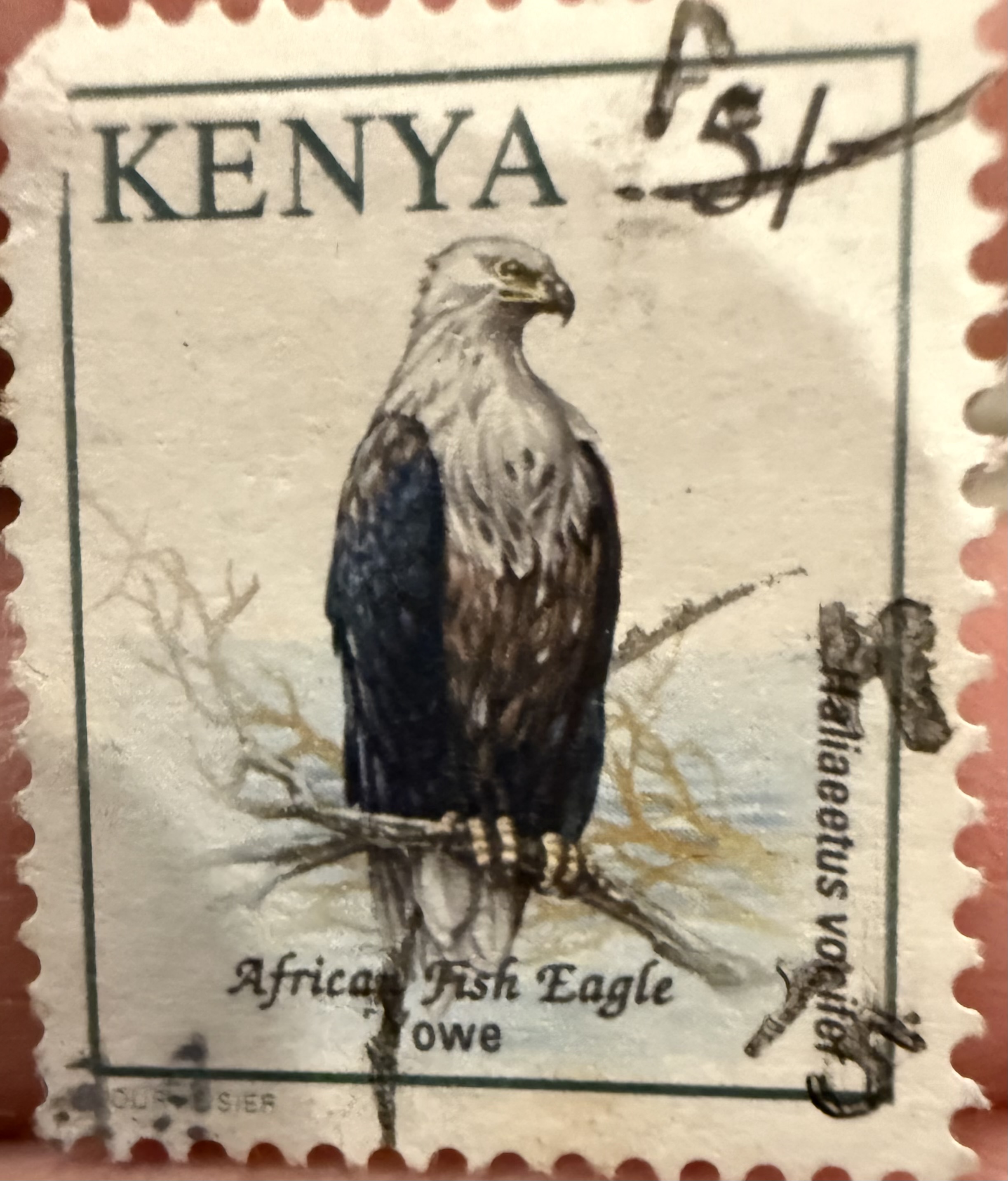African Fish Eagle-Kenya