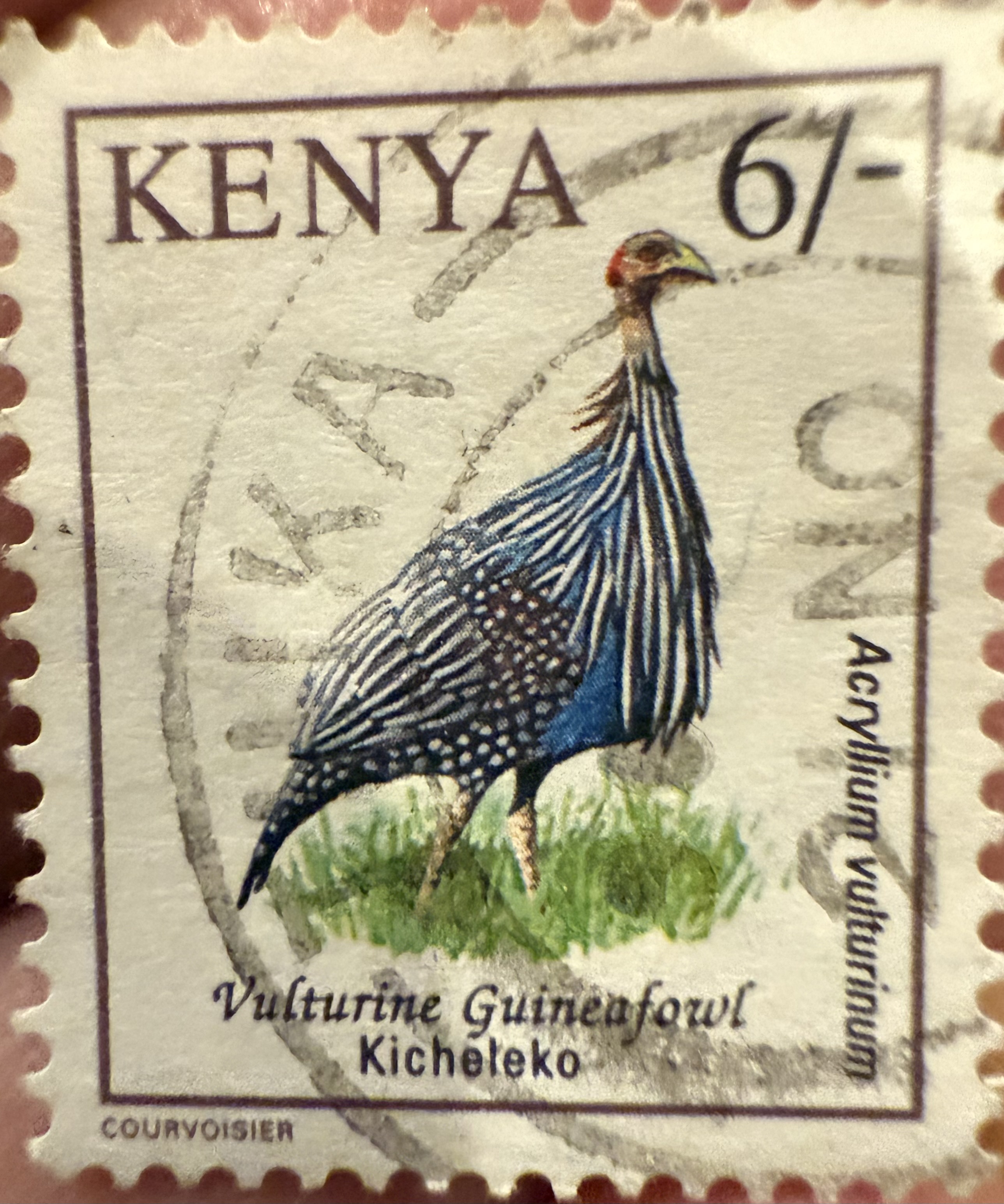 Vulturine Guineafowl