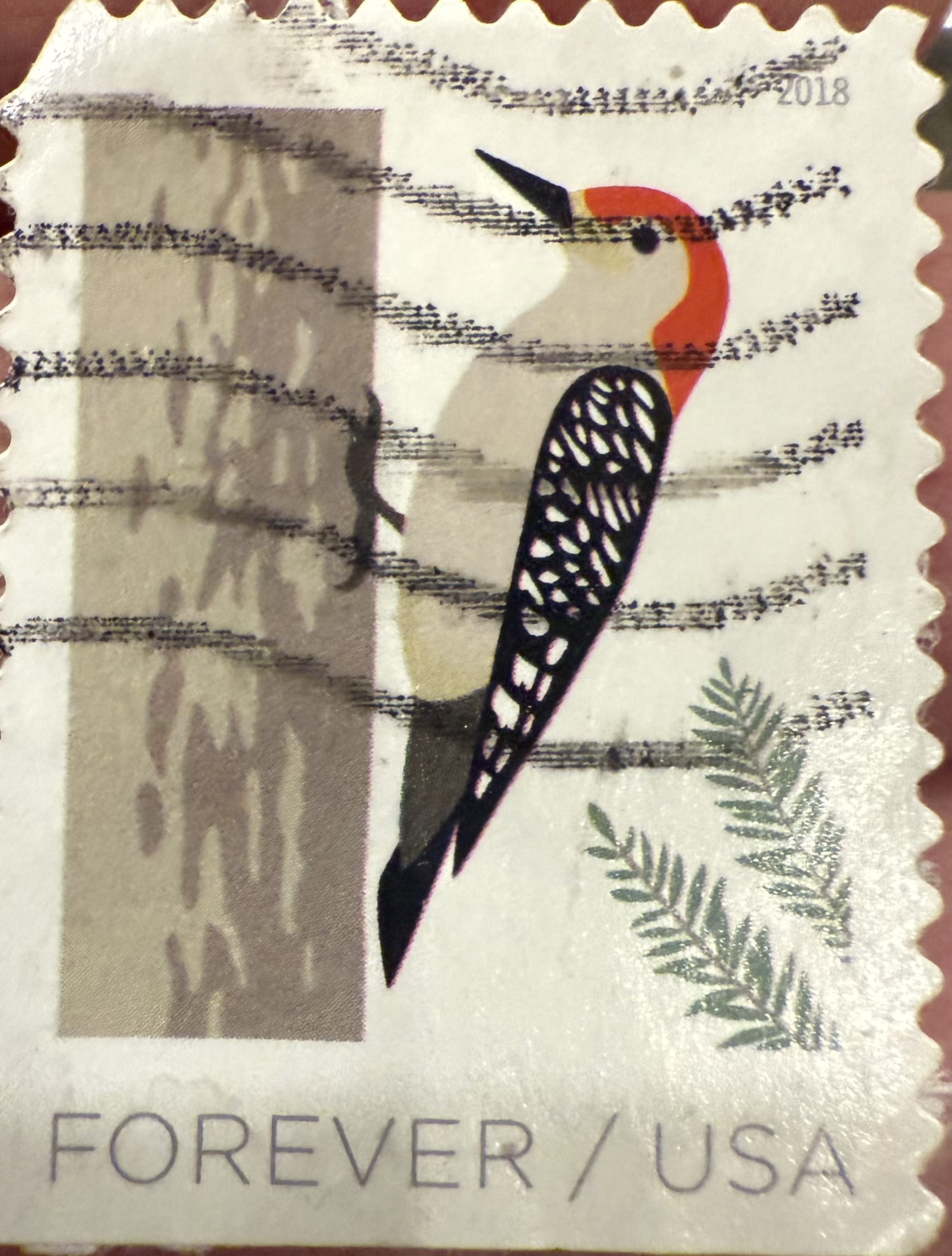 Red Bellied Woodpecker- 2018