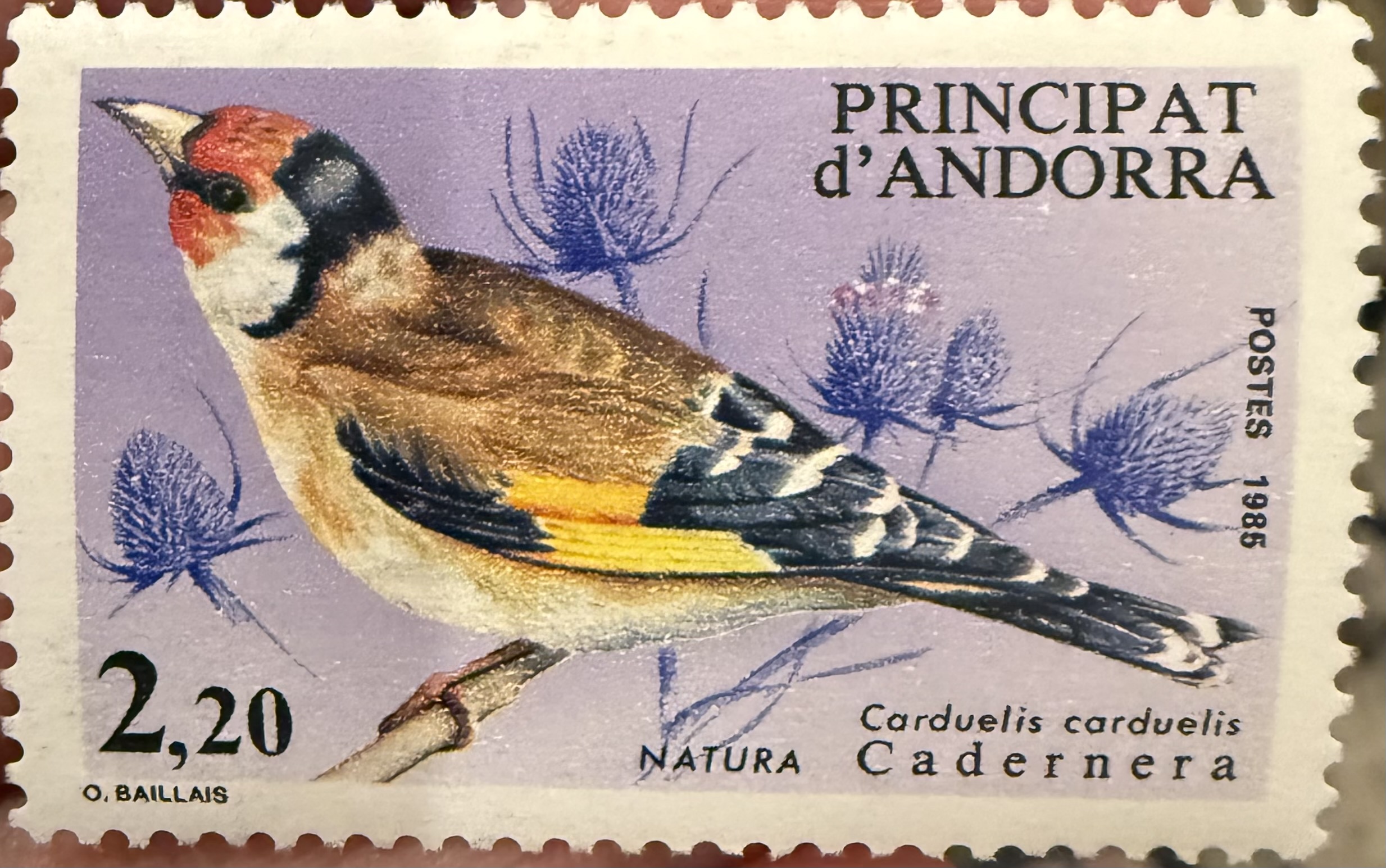 European Goldfinch-Andorra