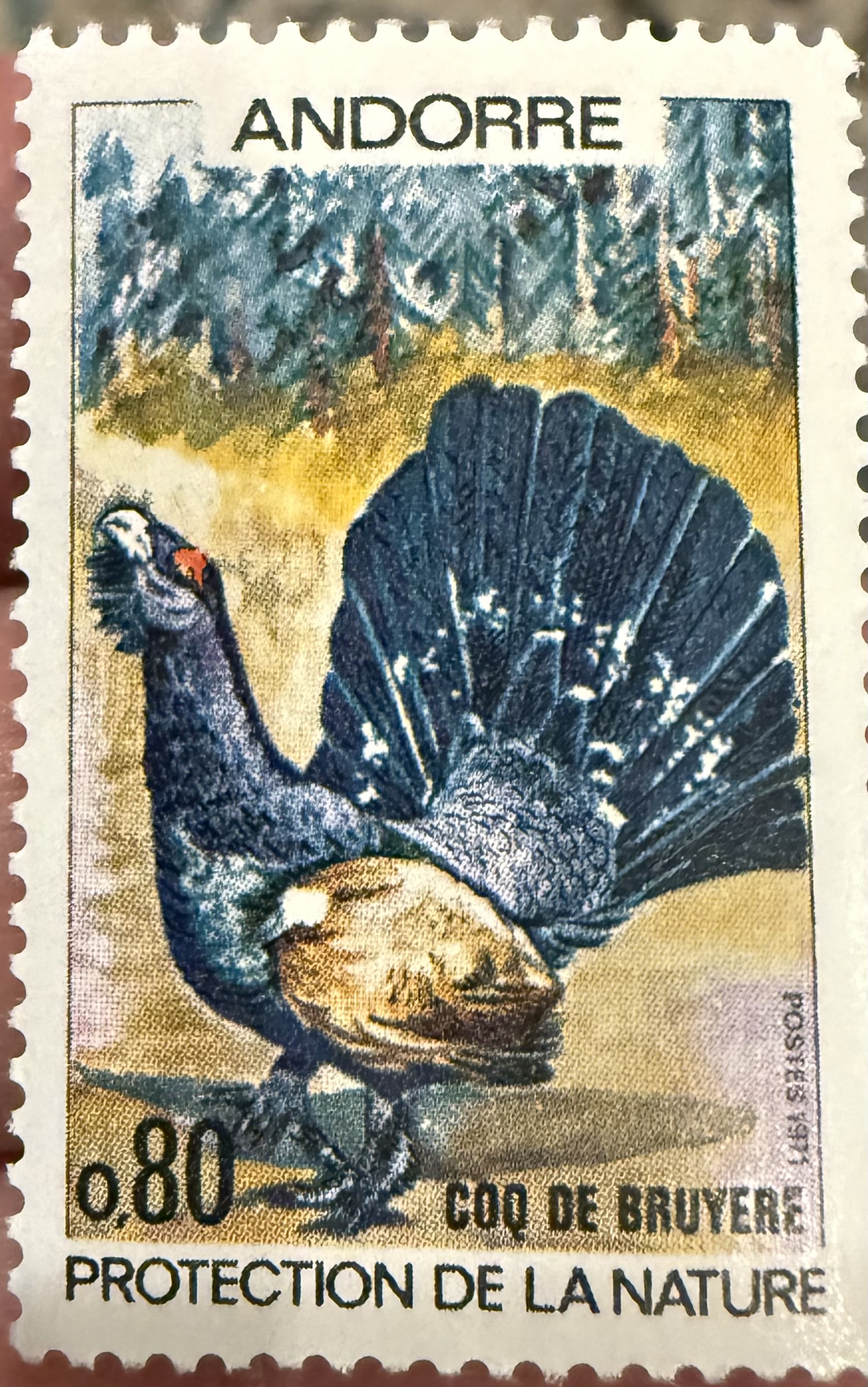 Western Capercaillie