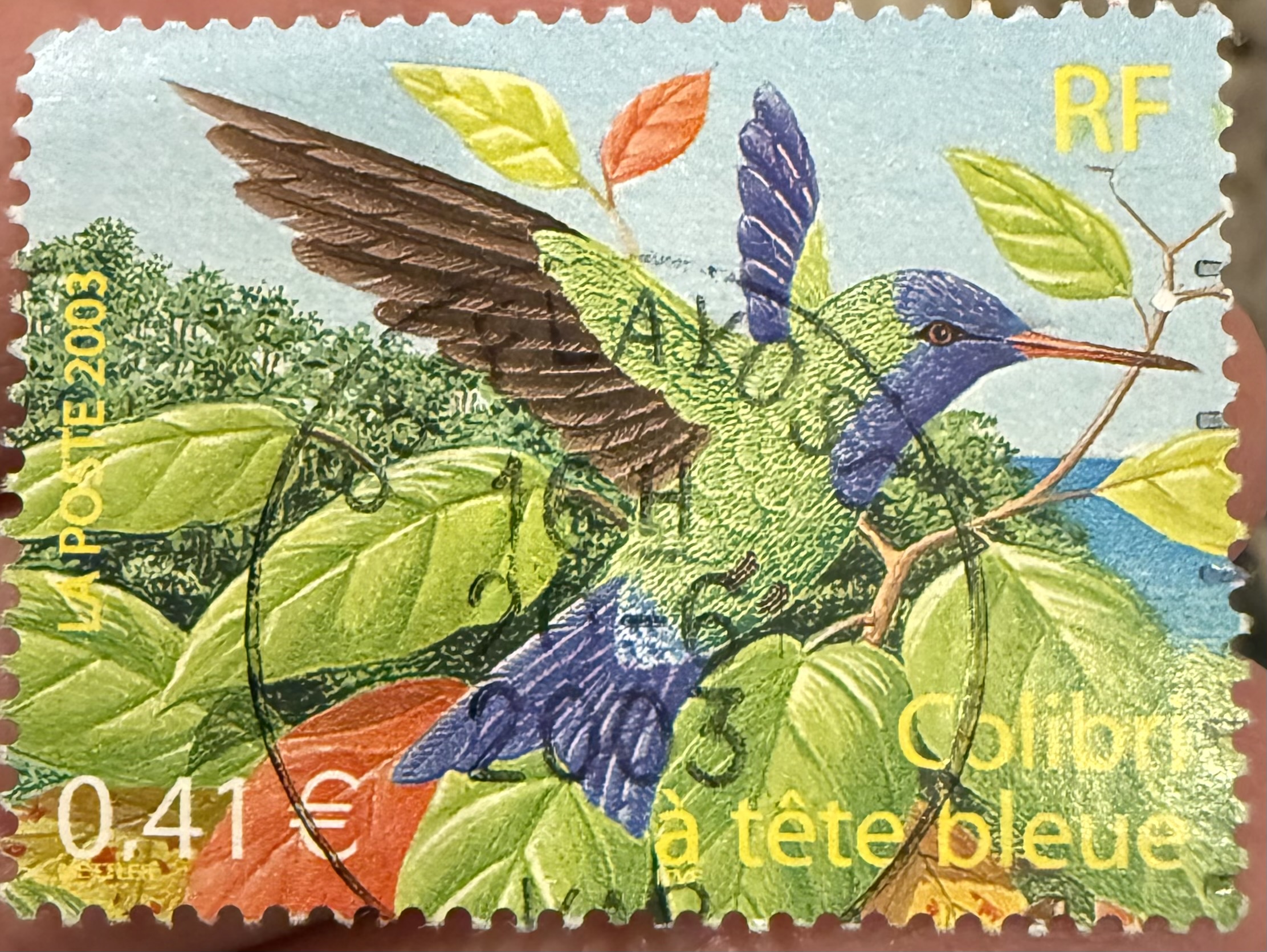 Blue Headed Hummingbird