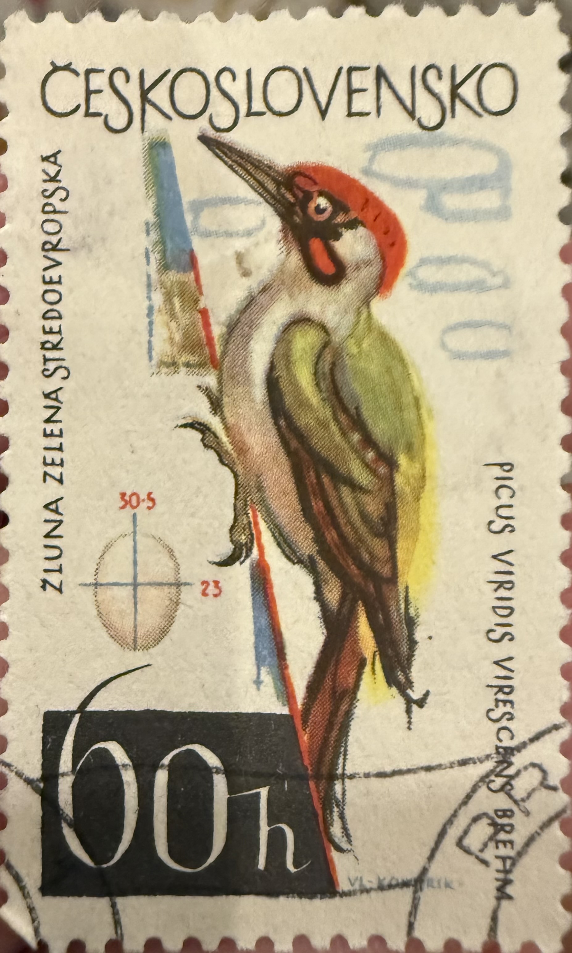 European Green Woodpecker