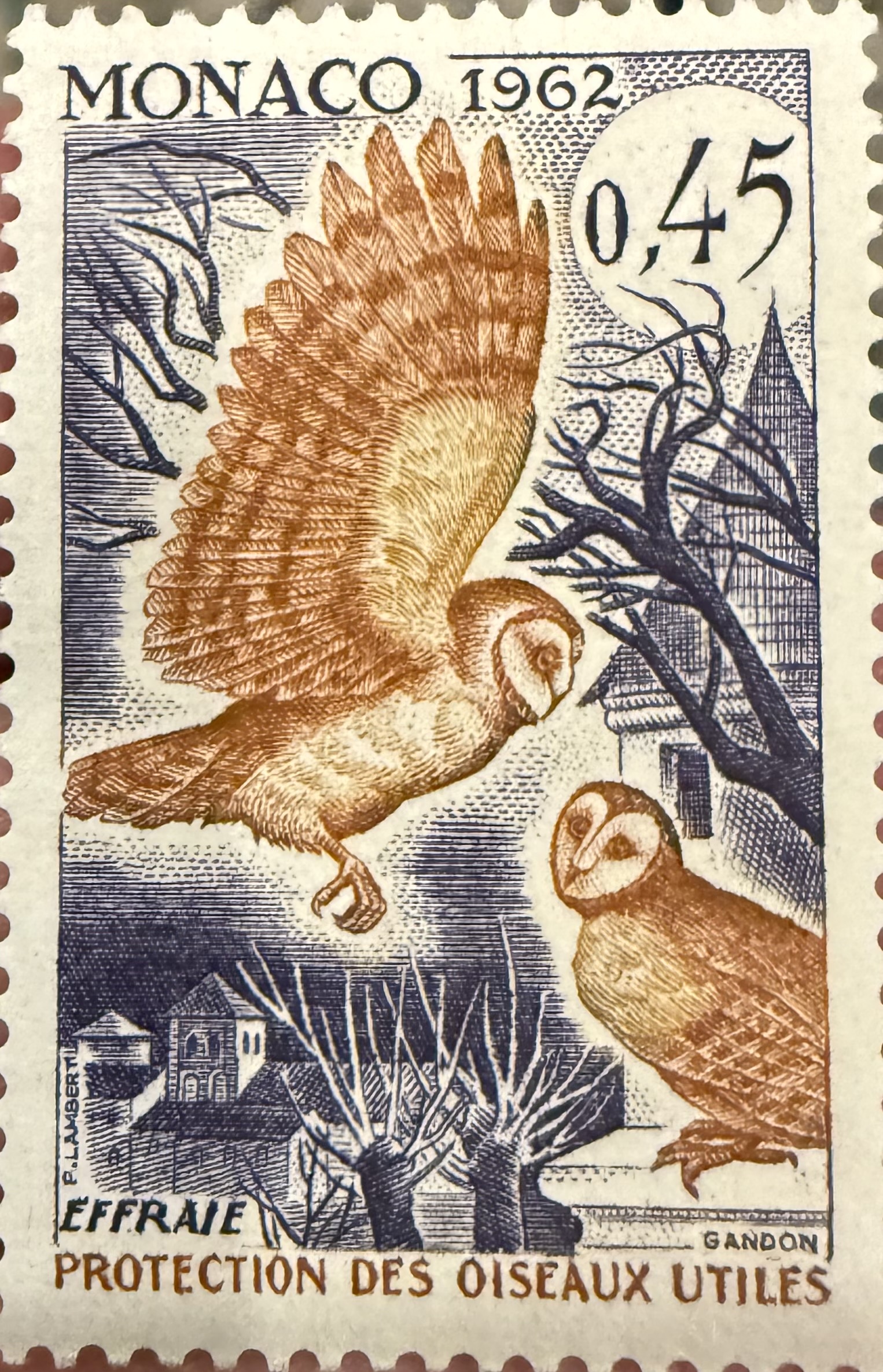 Western Barn Owl 1962