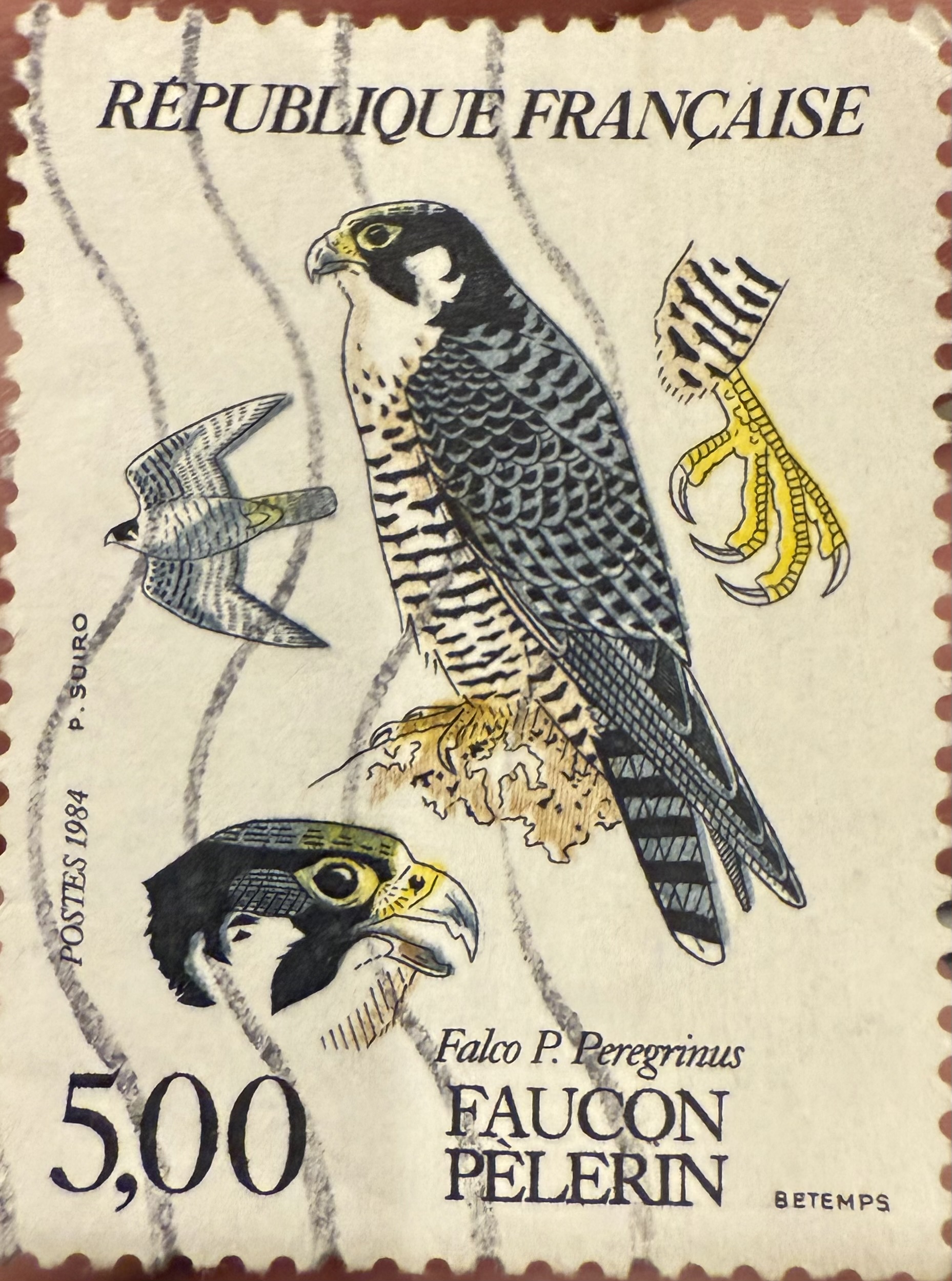 Peregrine Falcon-France