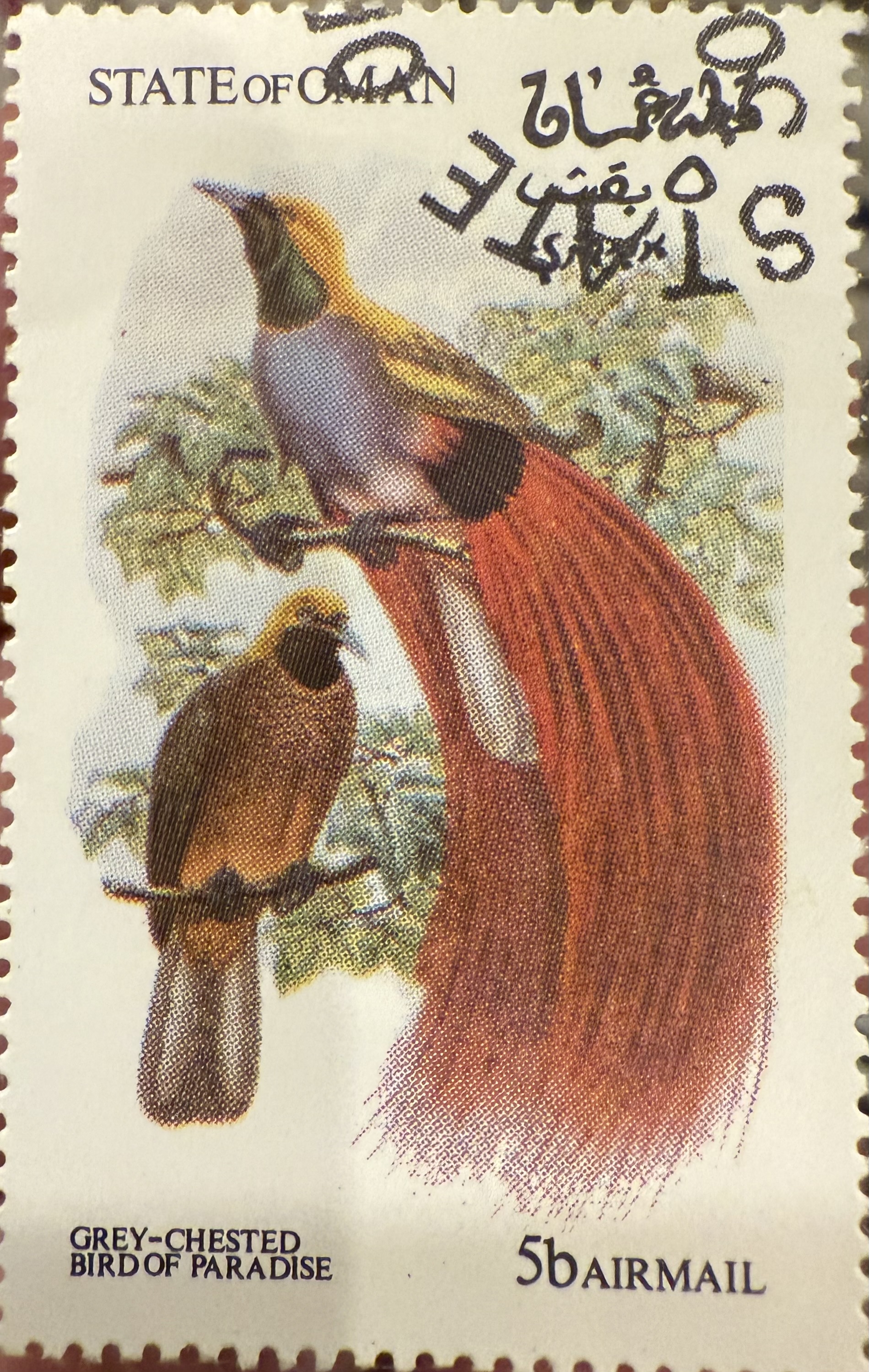 Grey Chested Birds of Paradise