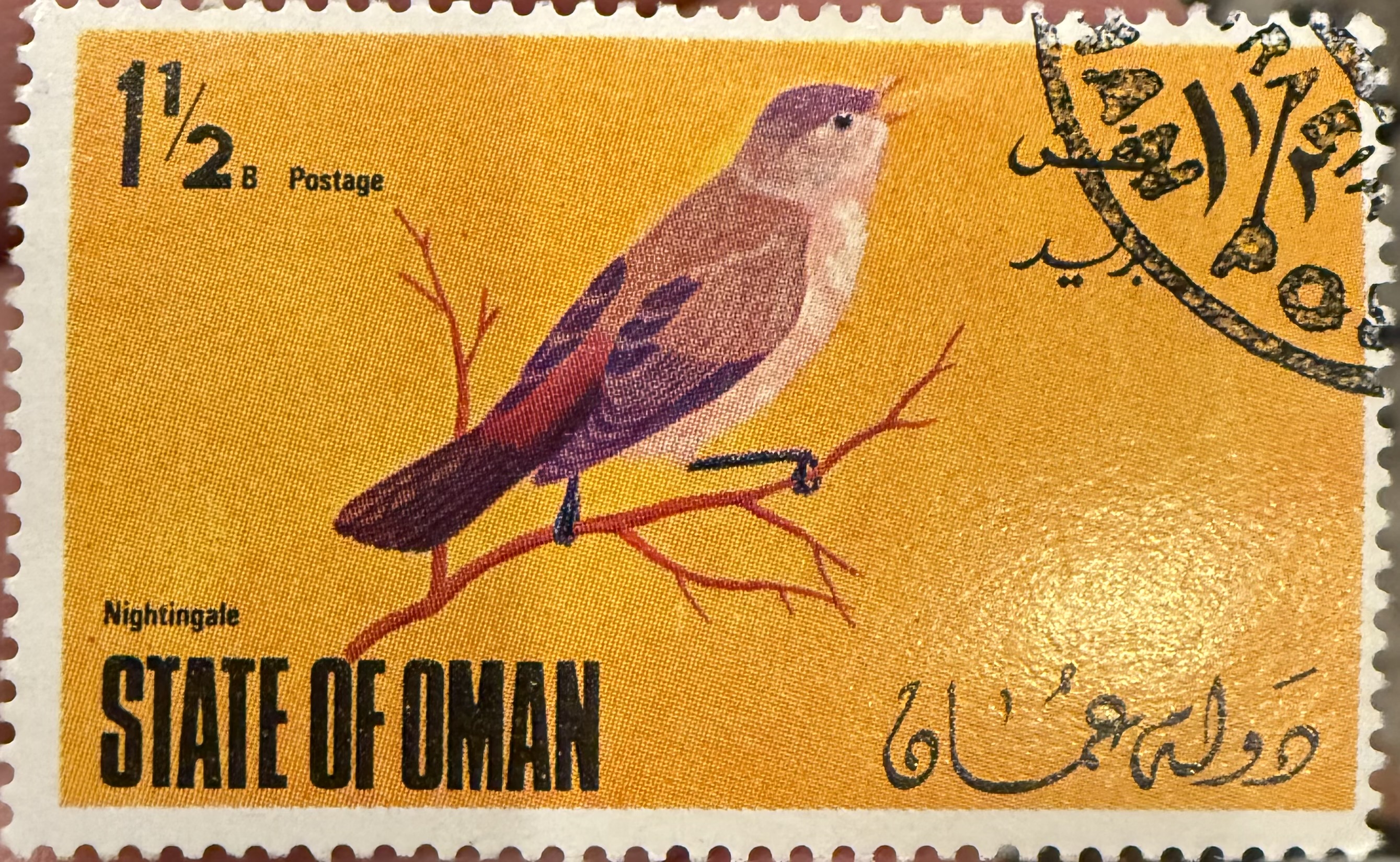 Nightingale - Oman