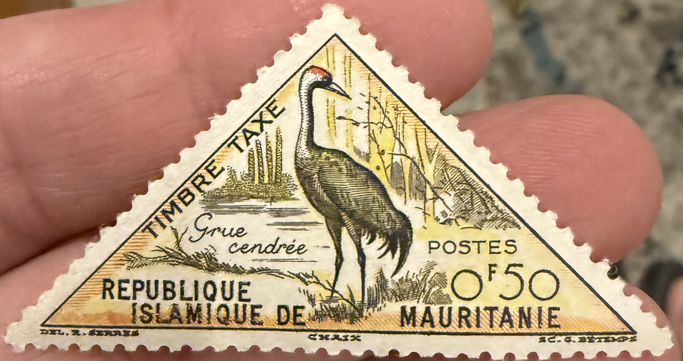 Eurasian Crane-Mautitania