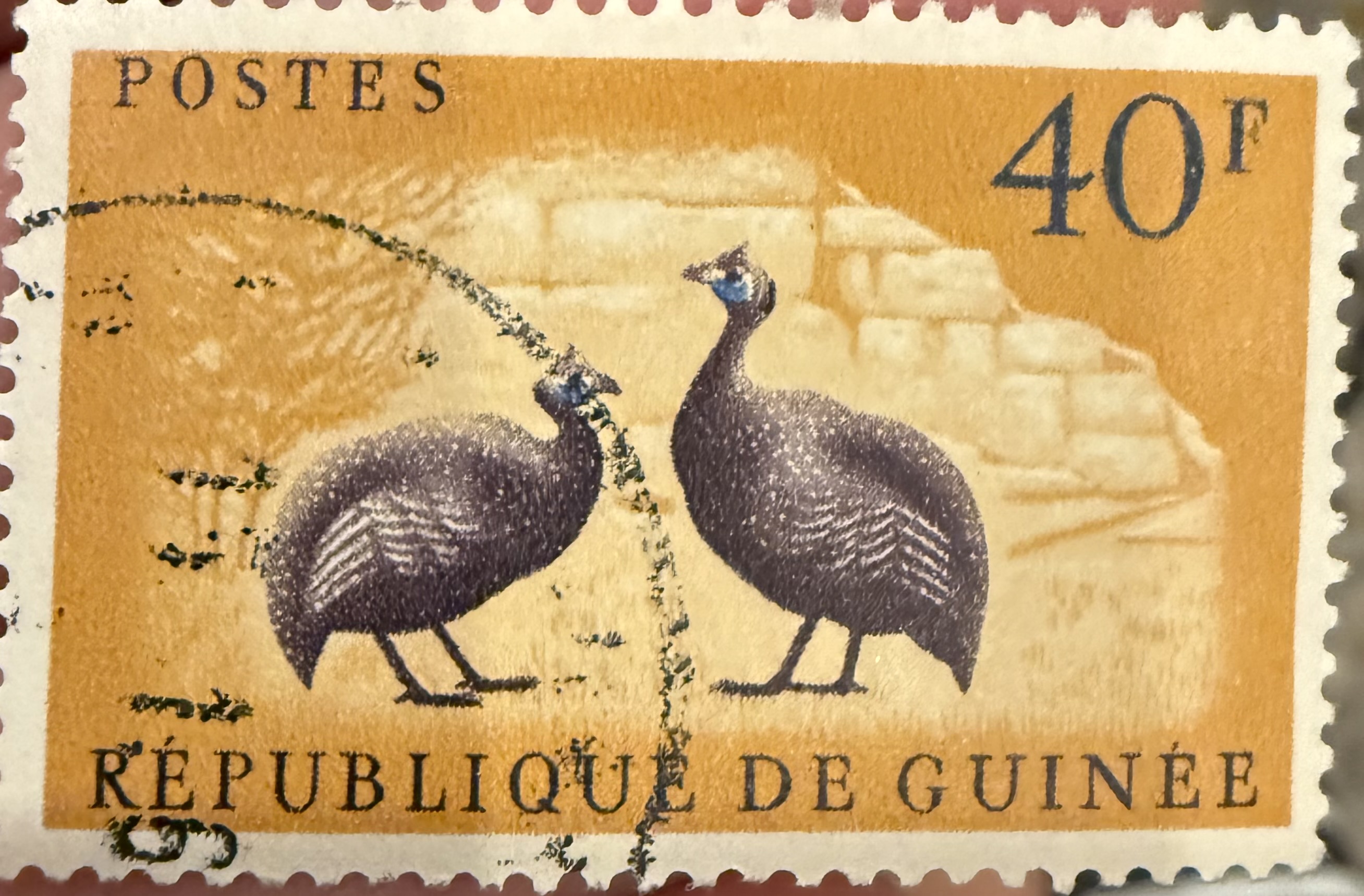 Helmeted Guineafowl