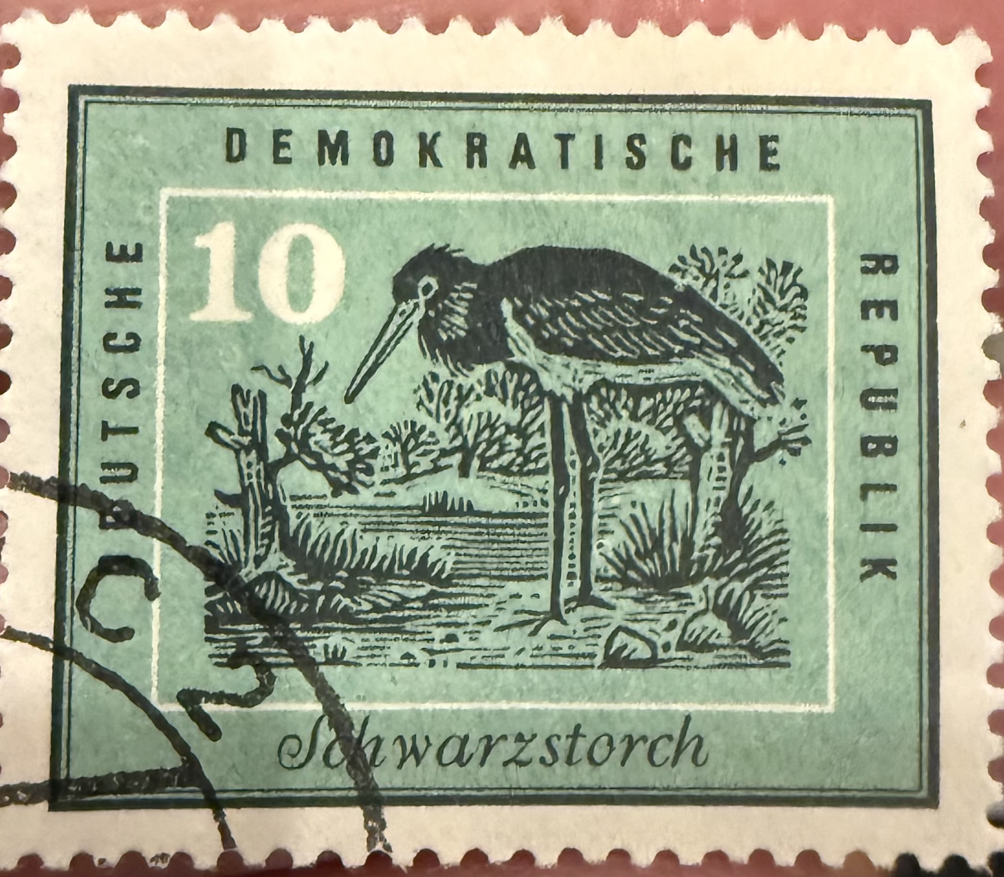 Black Stork-DDR