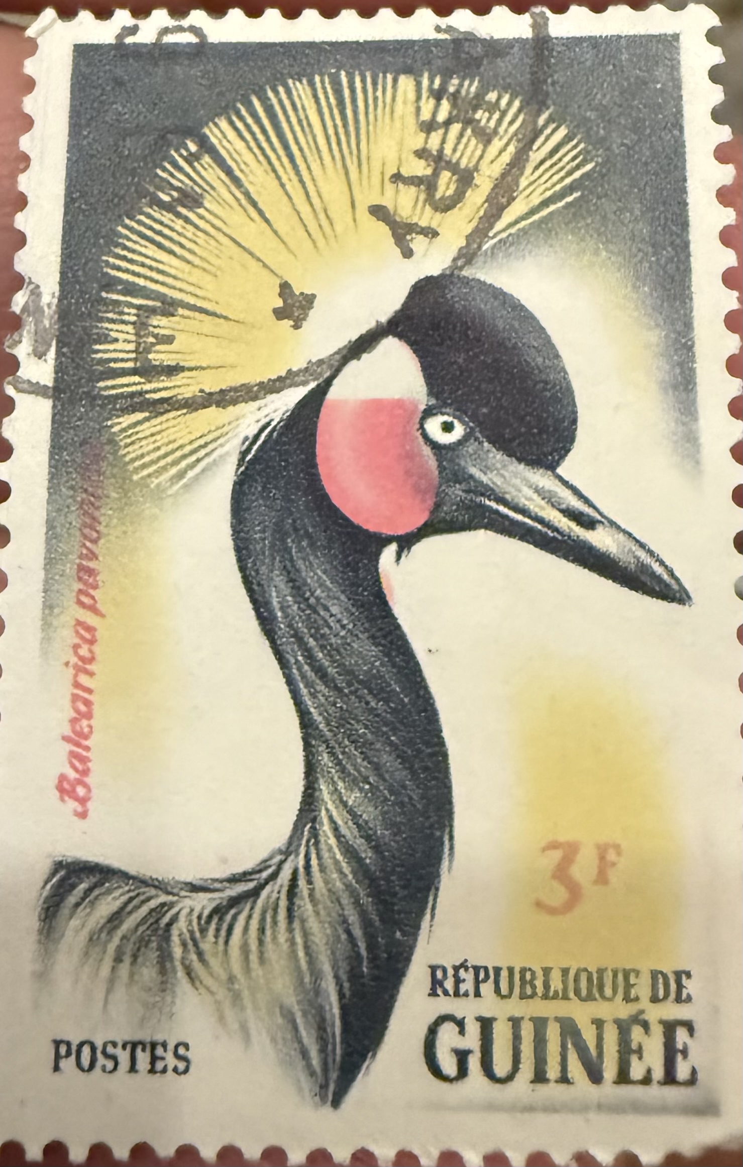 Black Crowned Crane