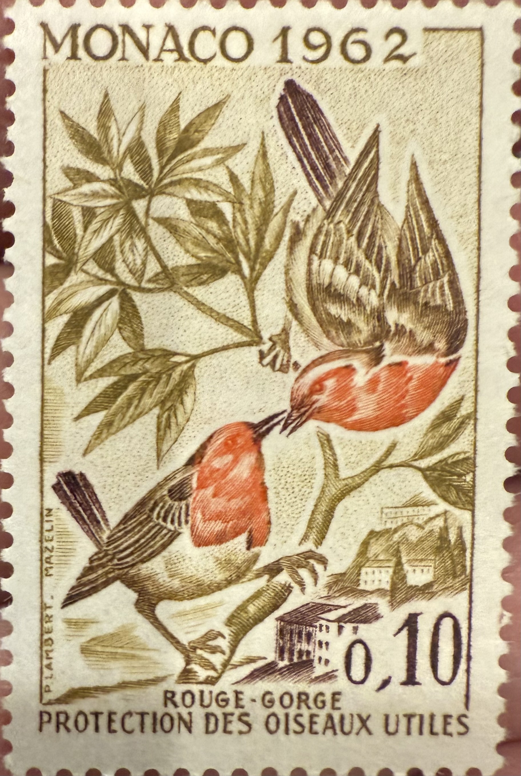 European Robin-Monaco