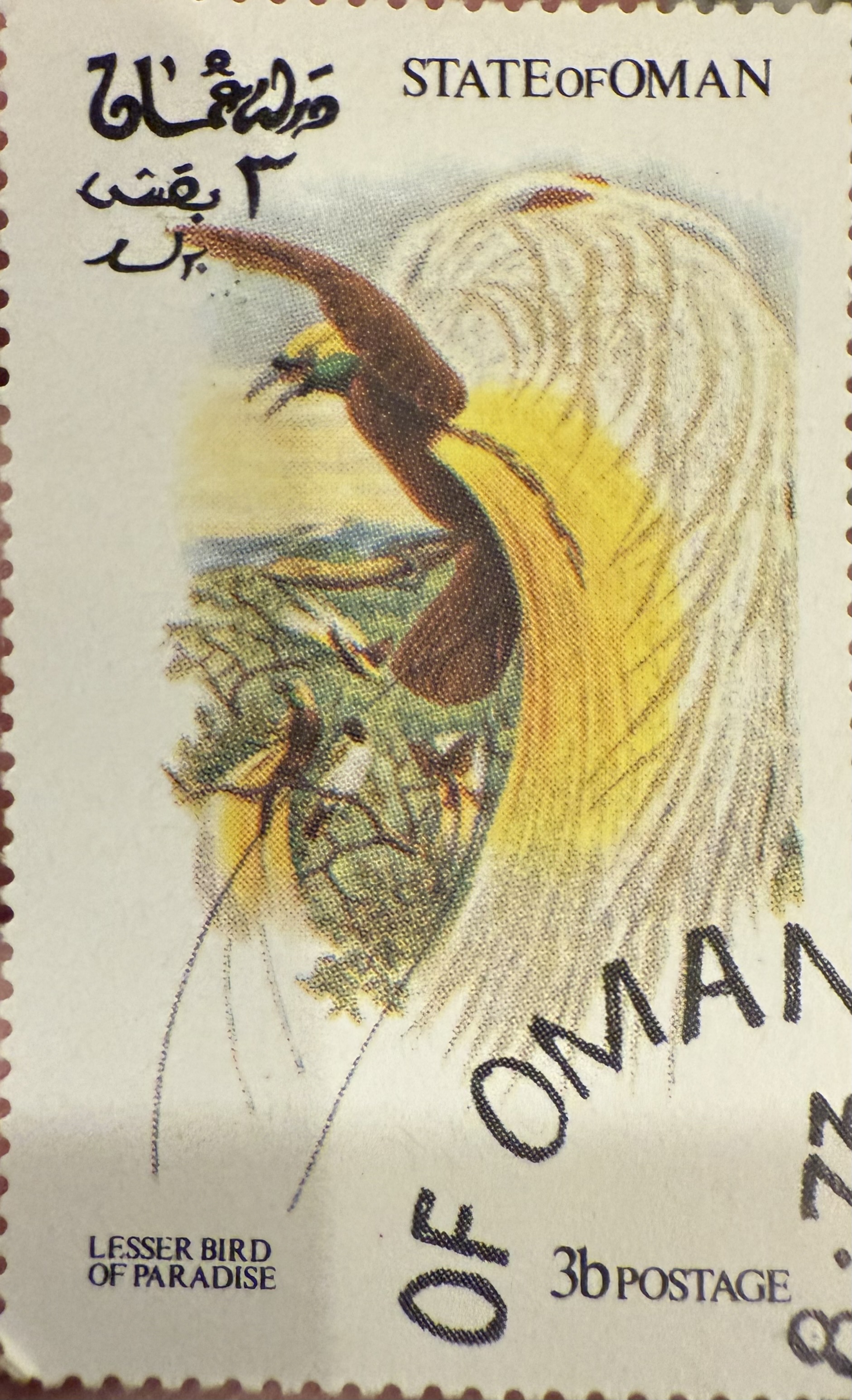 Lesser Bird of Paradise