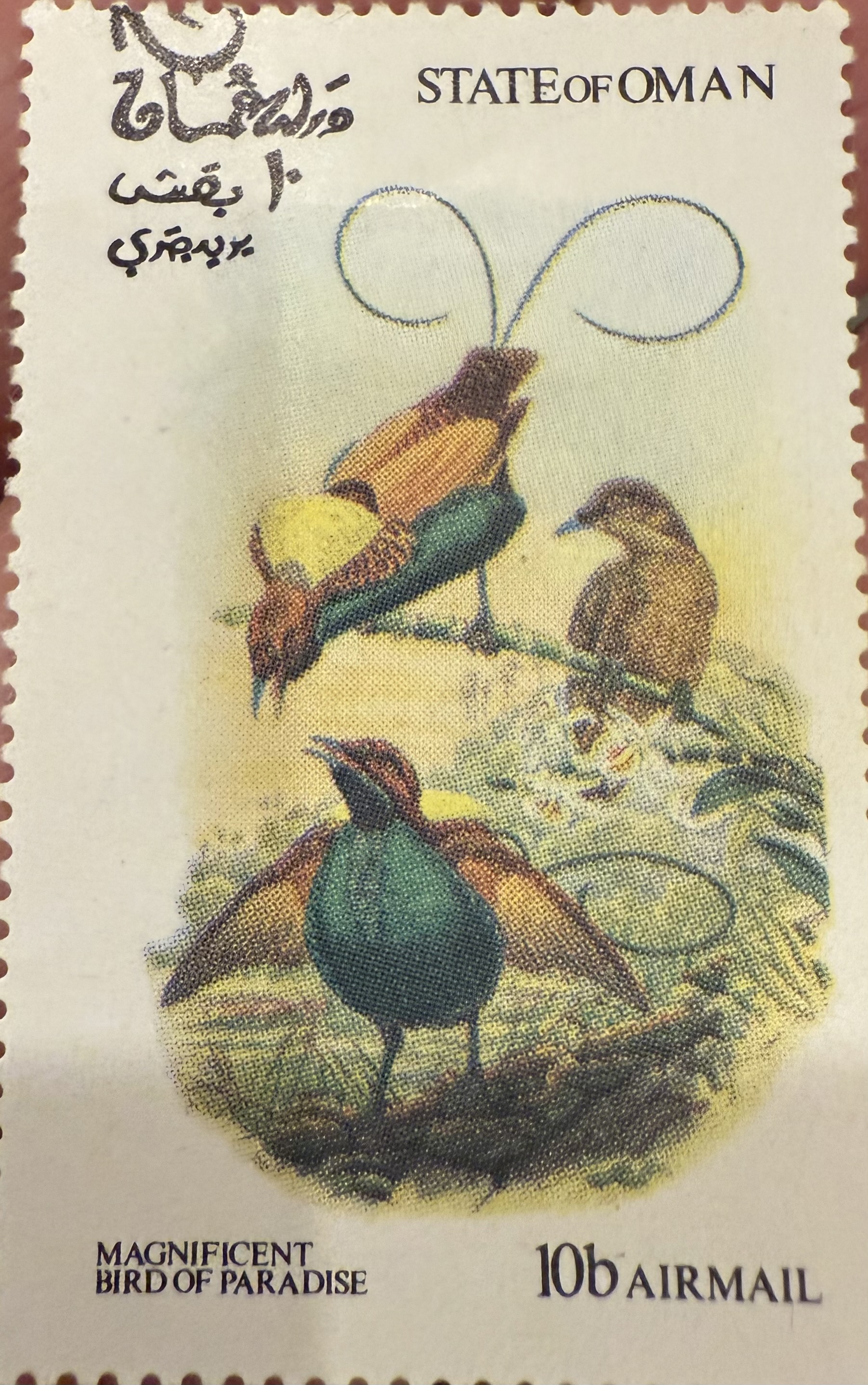 Magnificent Bird of Paradise