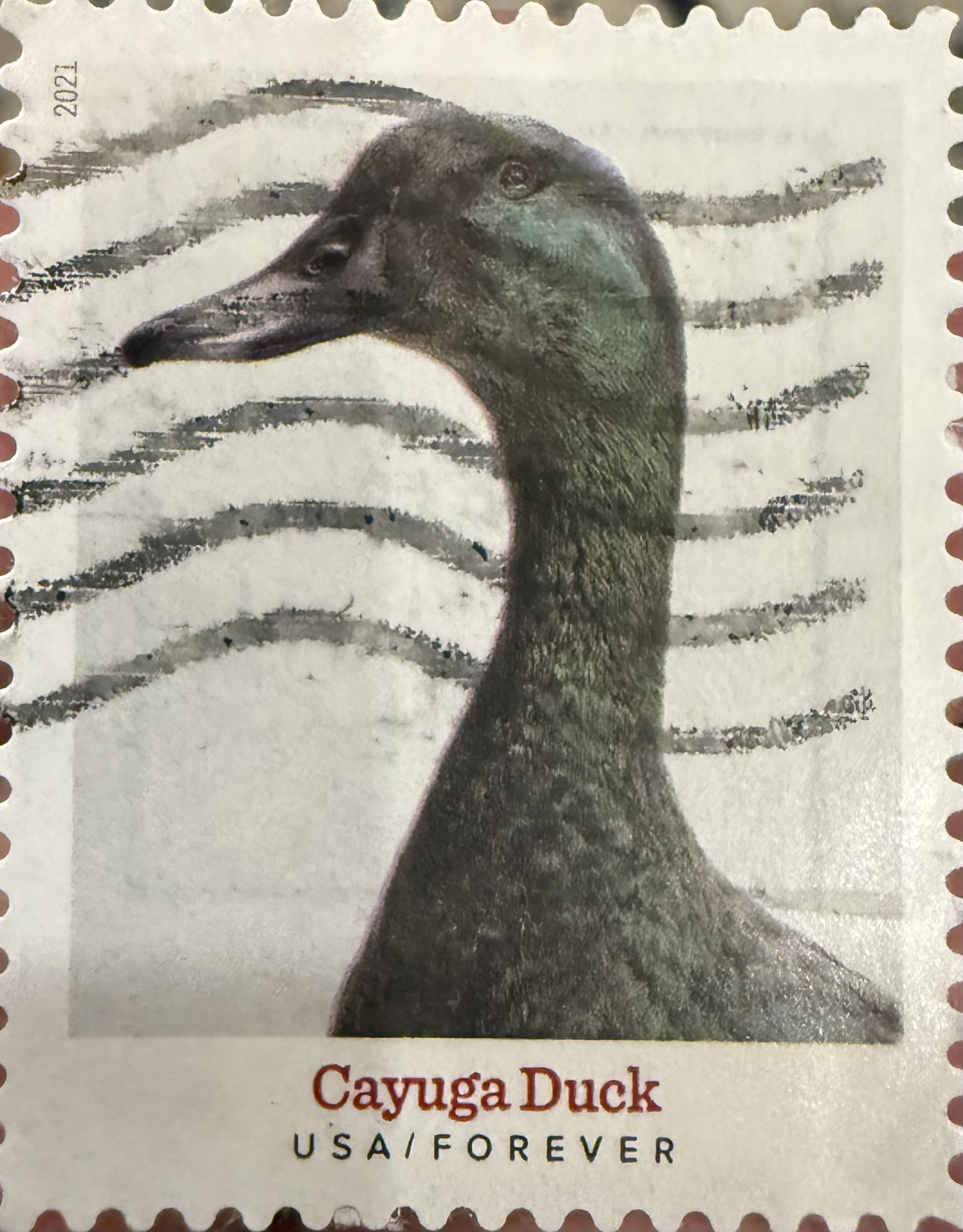 Cayuga Duck
