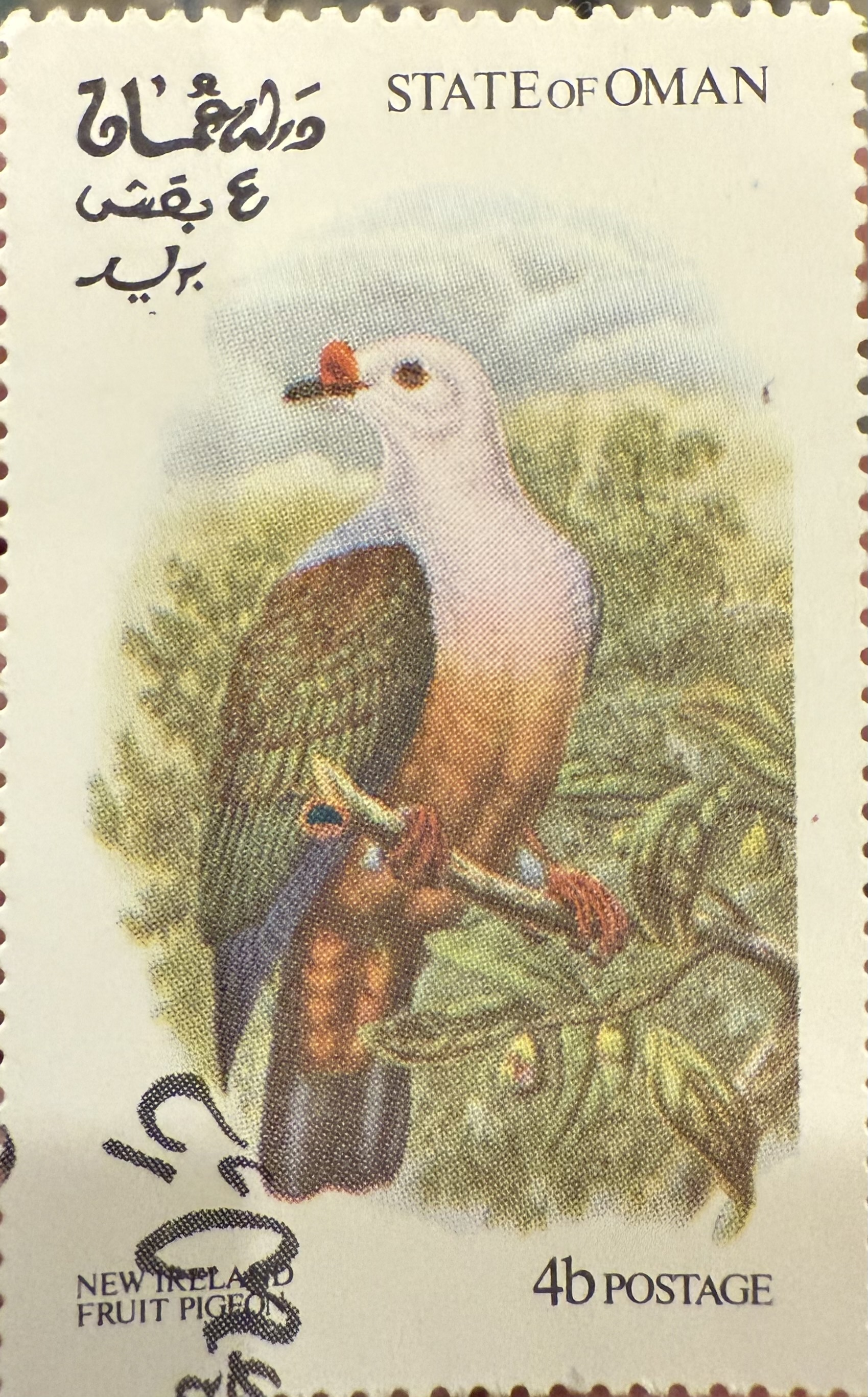 New Ireland Fruit Pigeon
