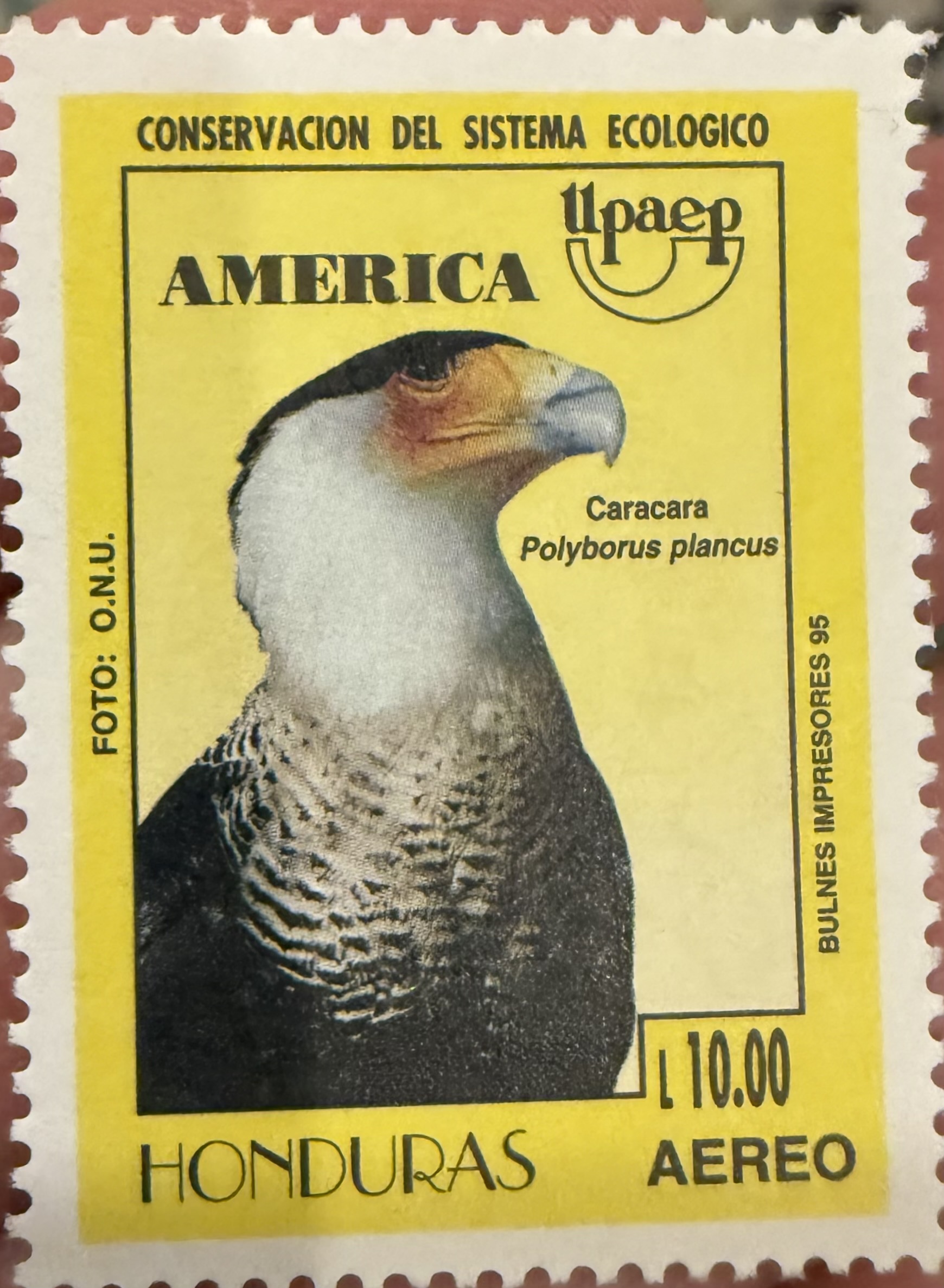 Crested Caracara- Honduras