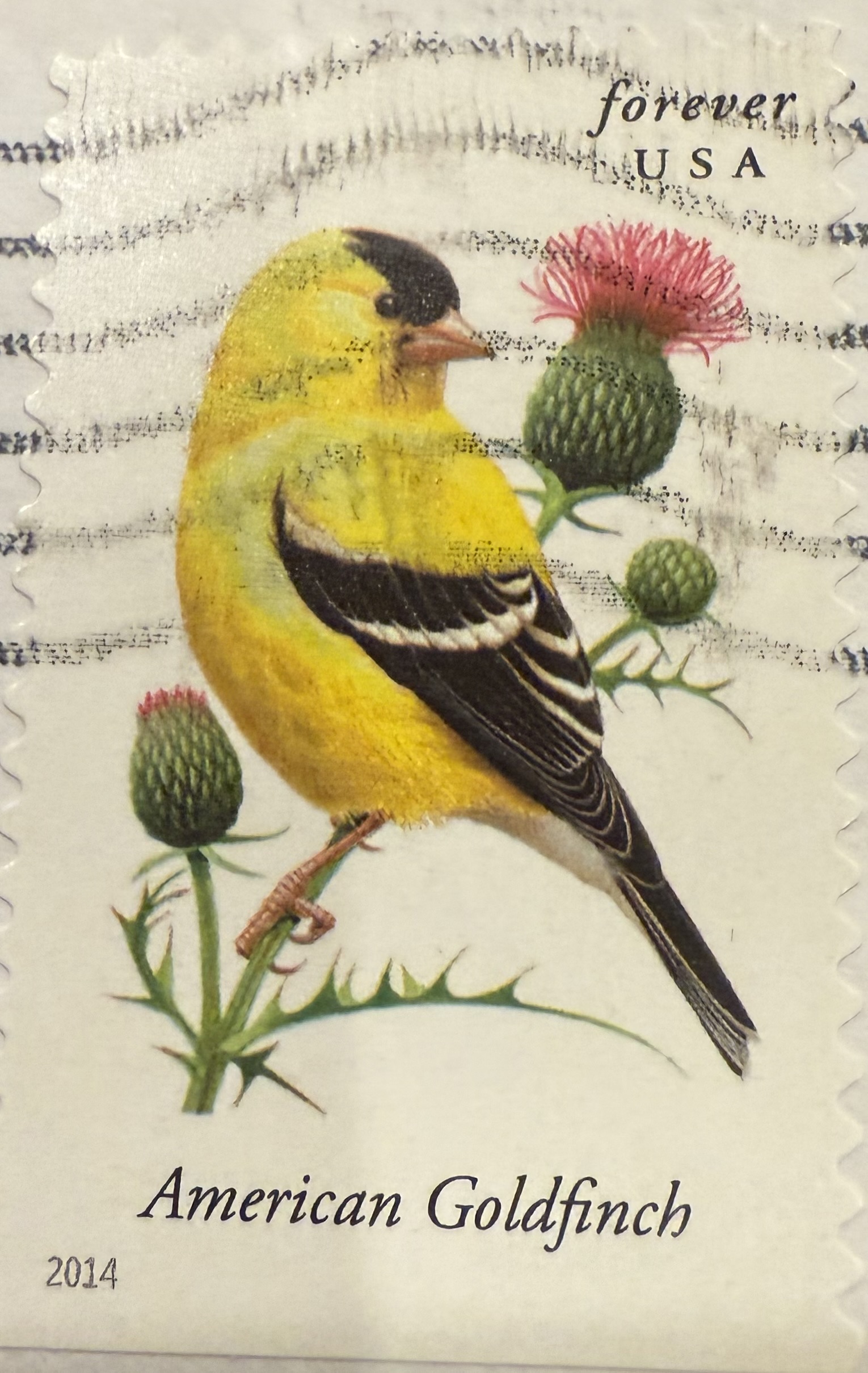 American Goldfinch