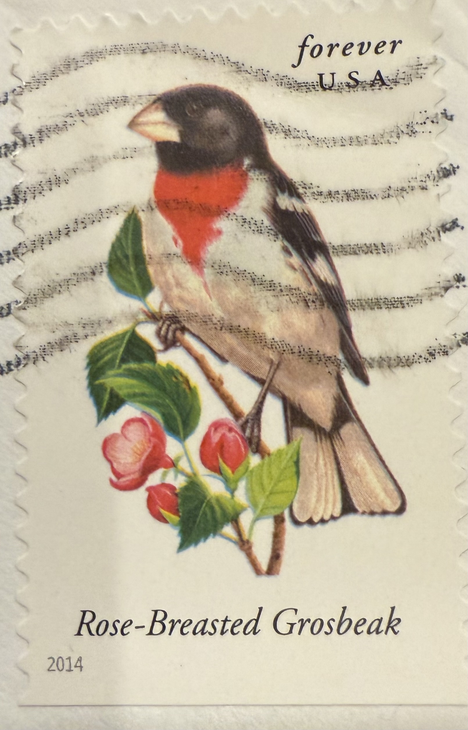 Rose Breasted Grosbeak