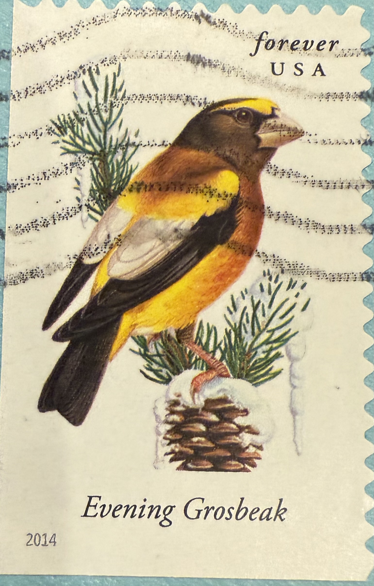 Evening Grosbeak