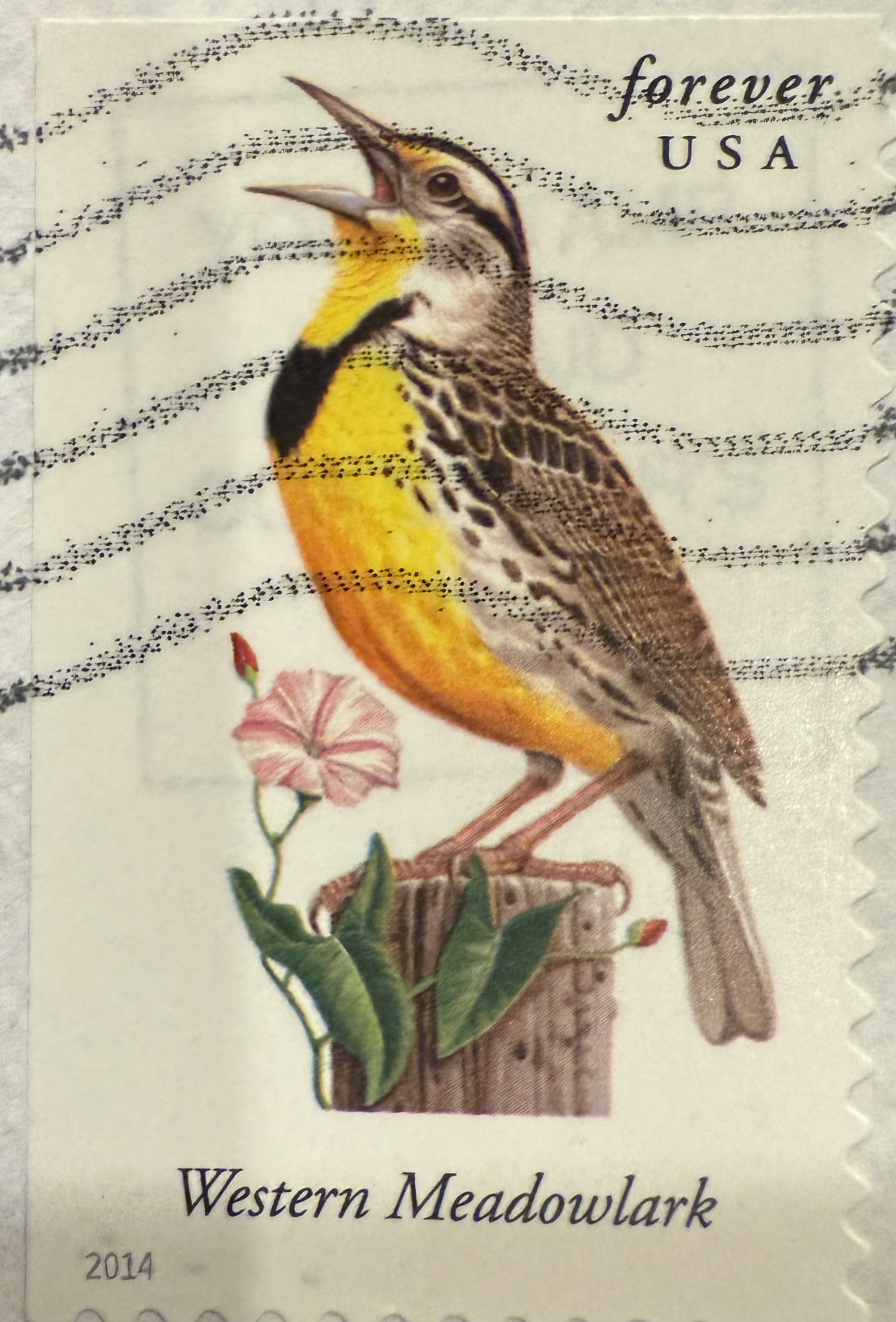 Western Meadowlark