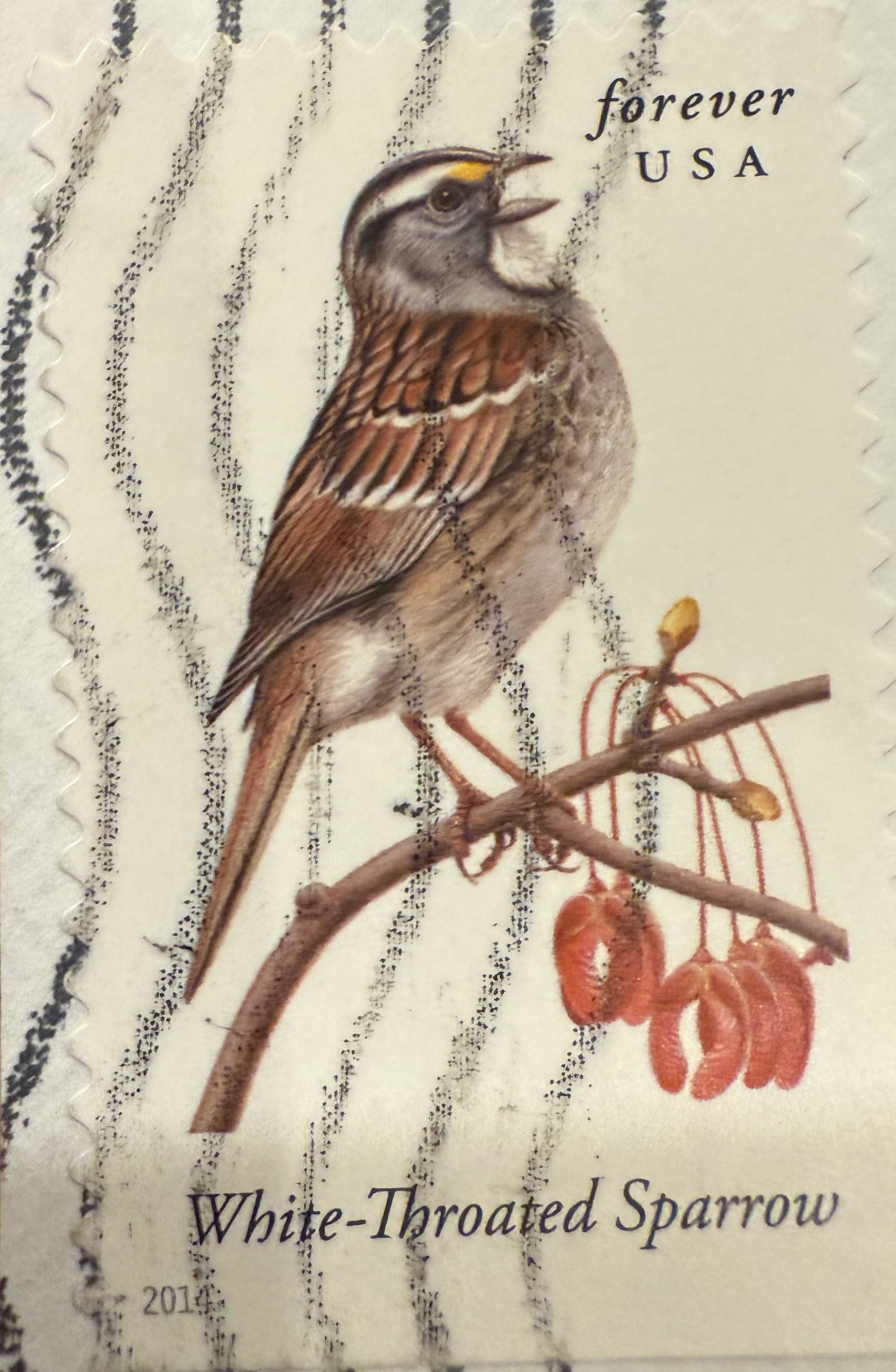 White Throated Sparrow