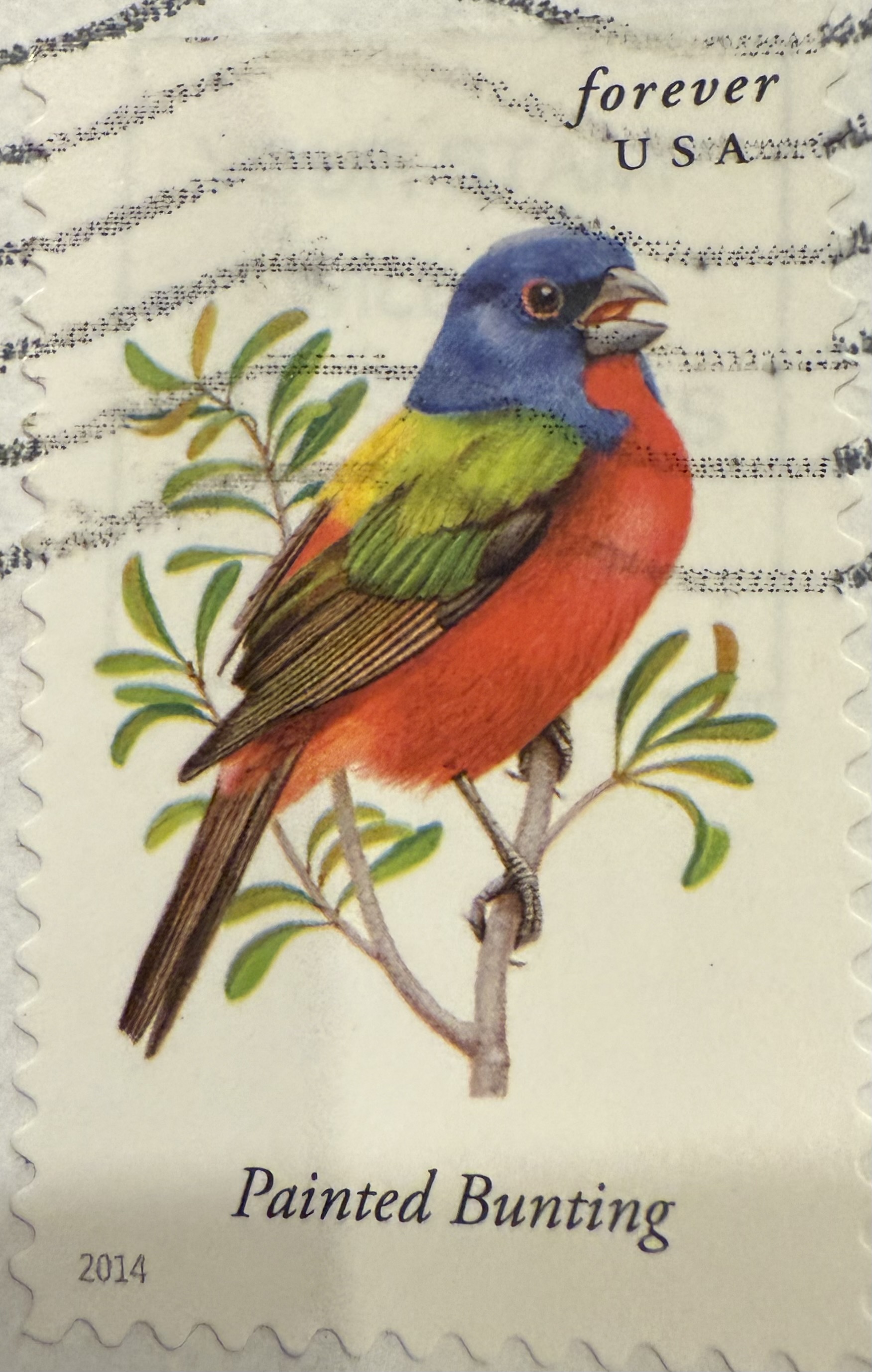 Painted Bunting