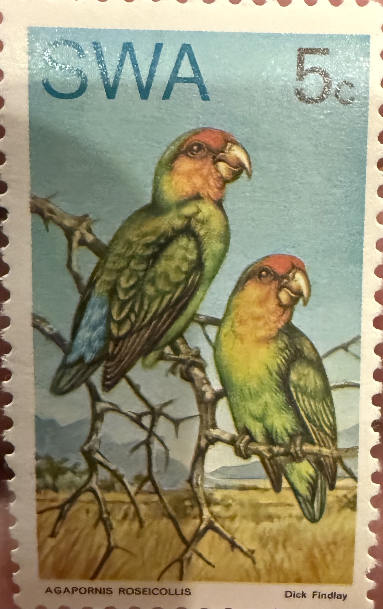 Rosy Faced Lovebirds