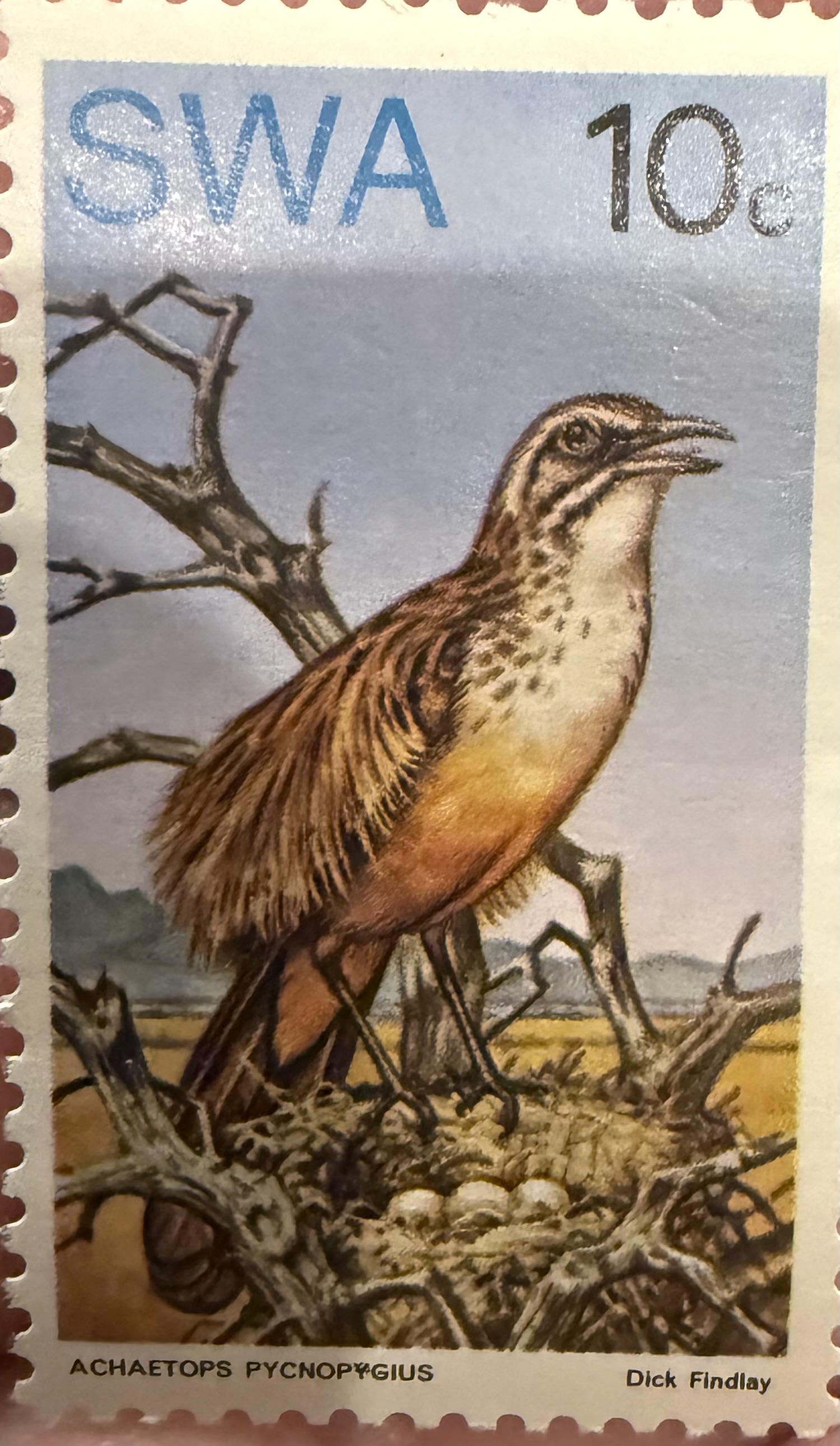 Rufous Vented Grassbird