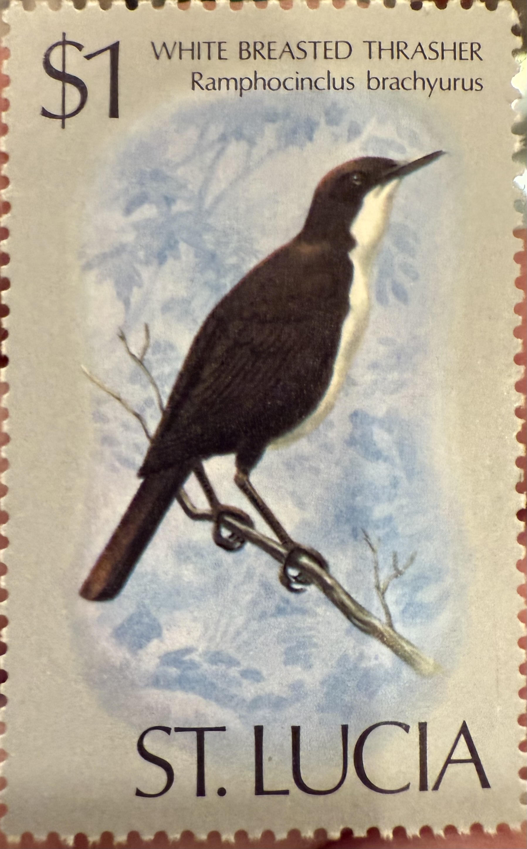 White Breasted Thrasher