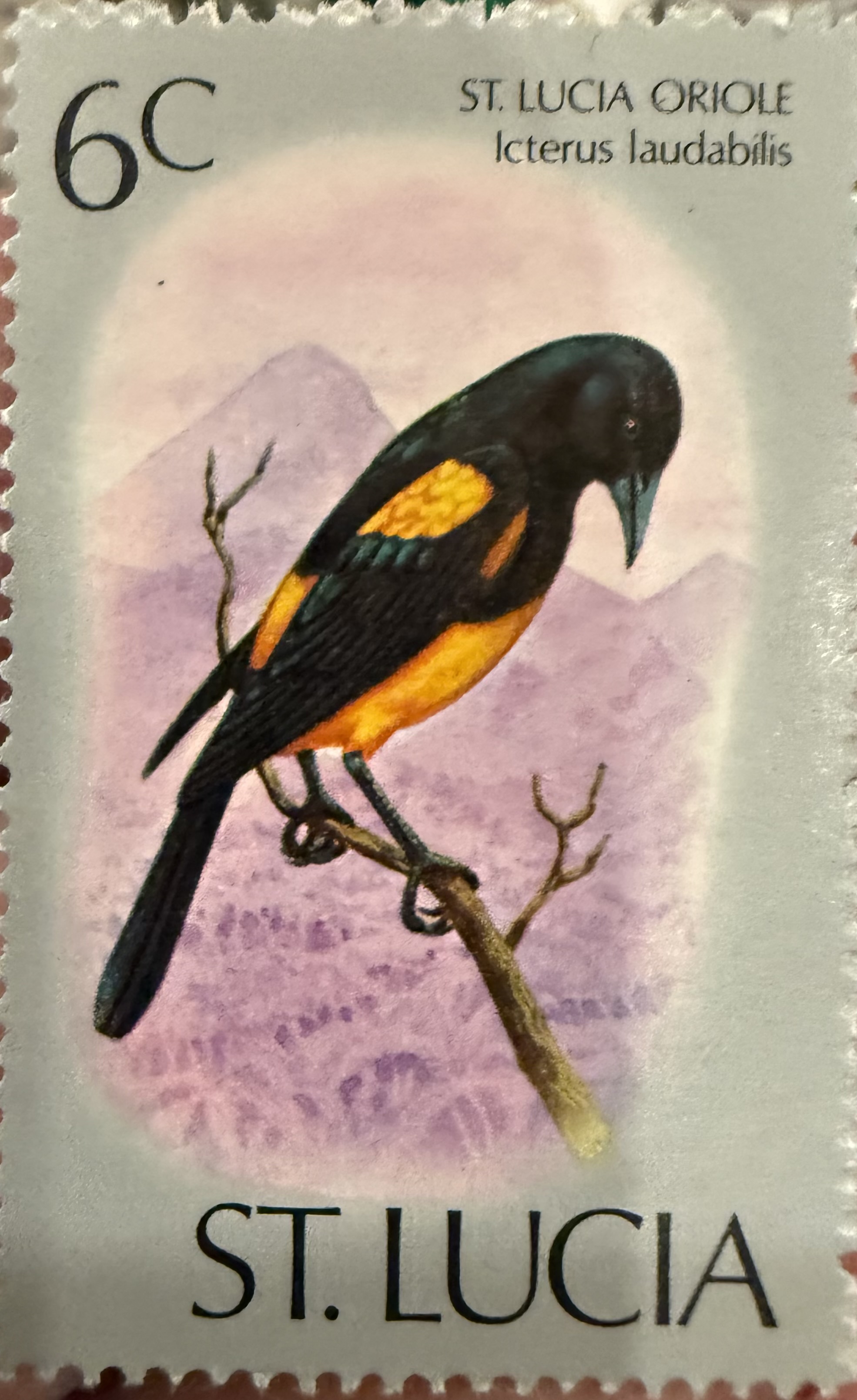 St Lucia Oriole