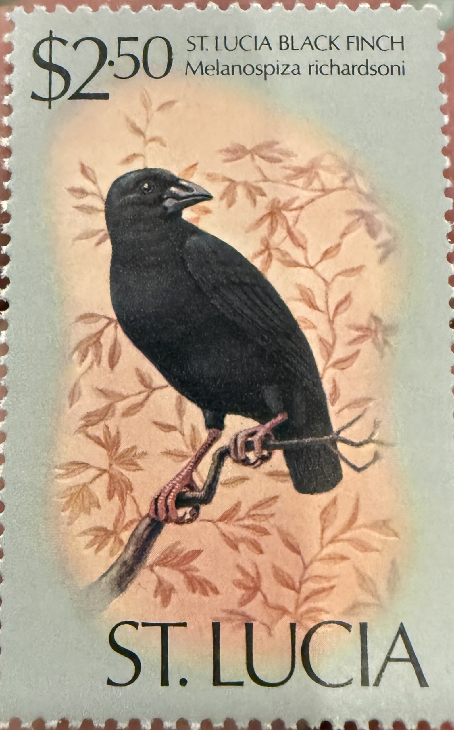 St Lucia Black Finch