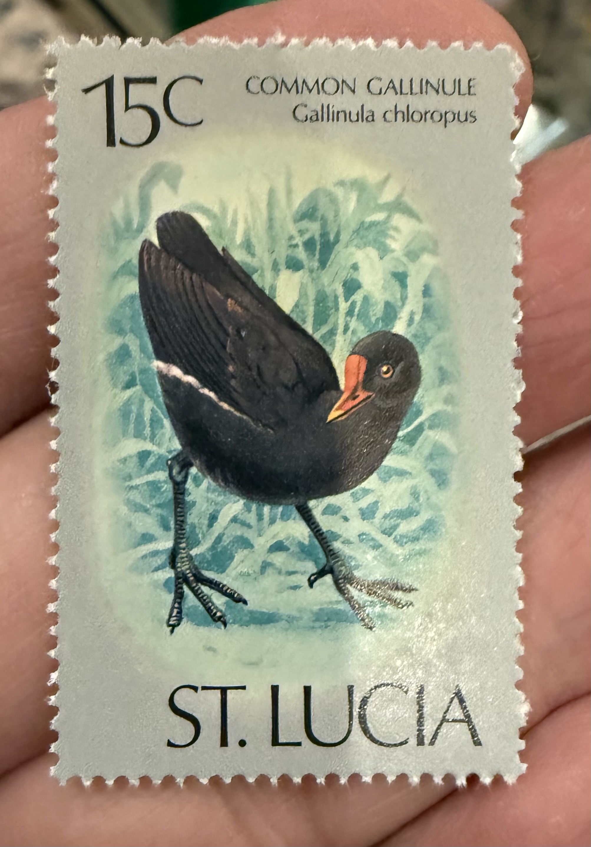 Common Gallinule-St Lucia